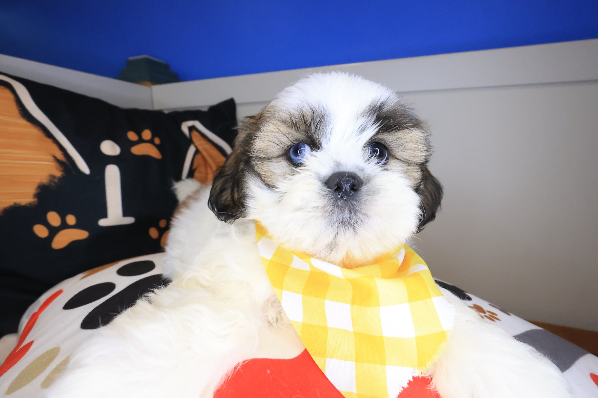 Jesse, Shih Tzu puppy photo 2