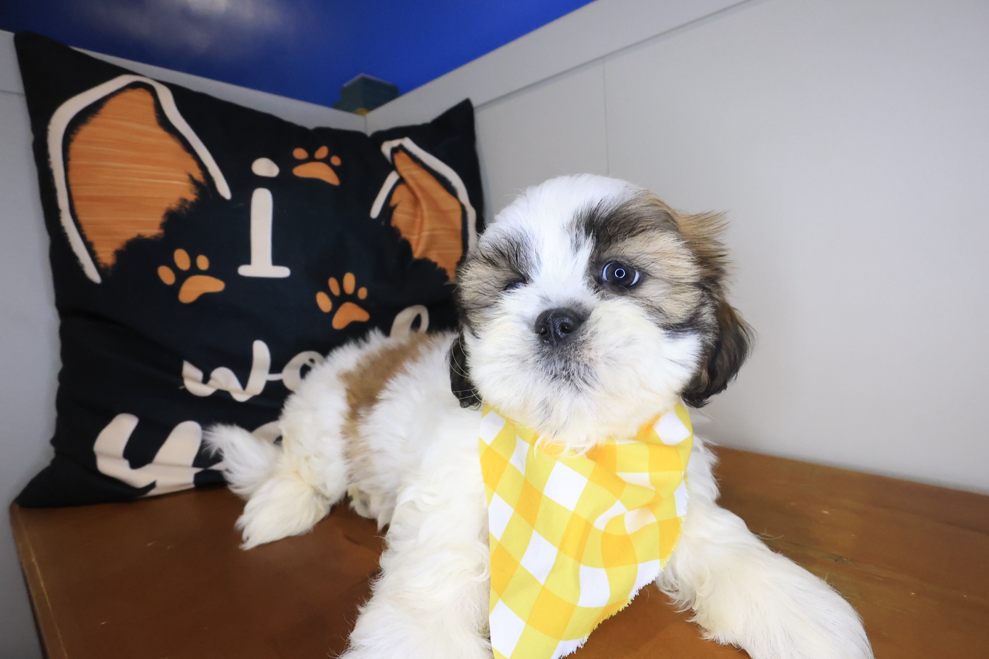 Jesse, Shih Tzu puppy photo 3