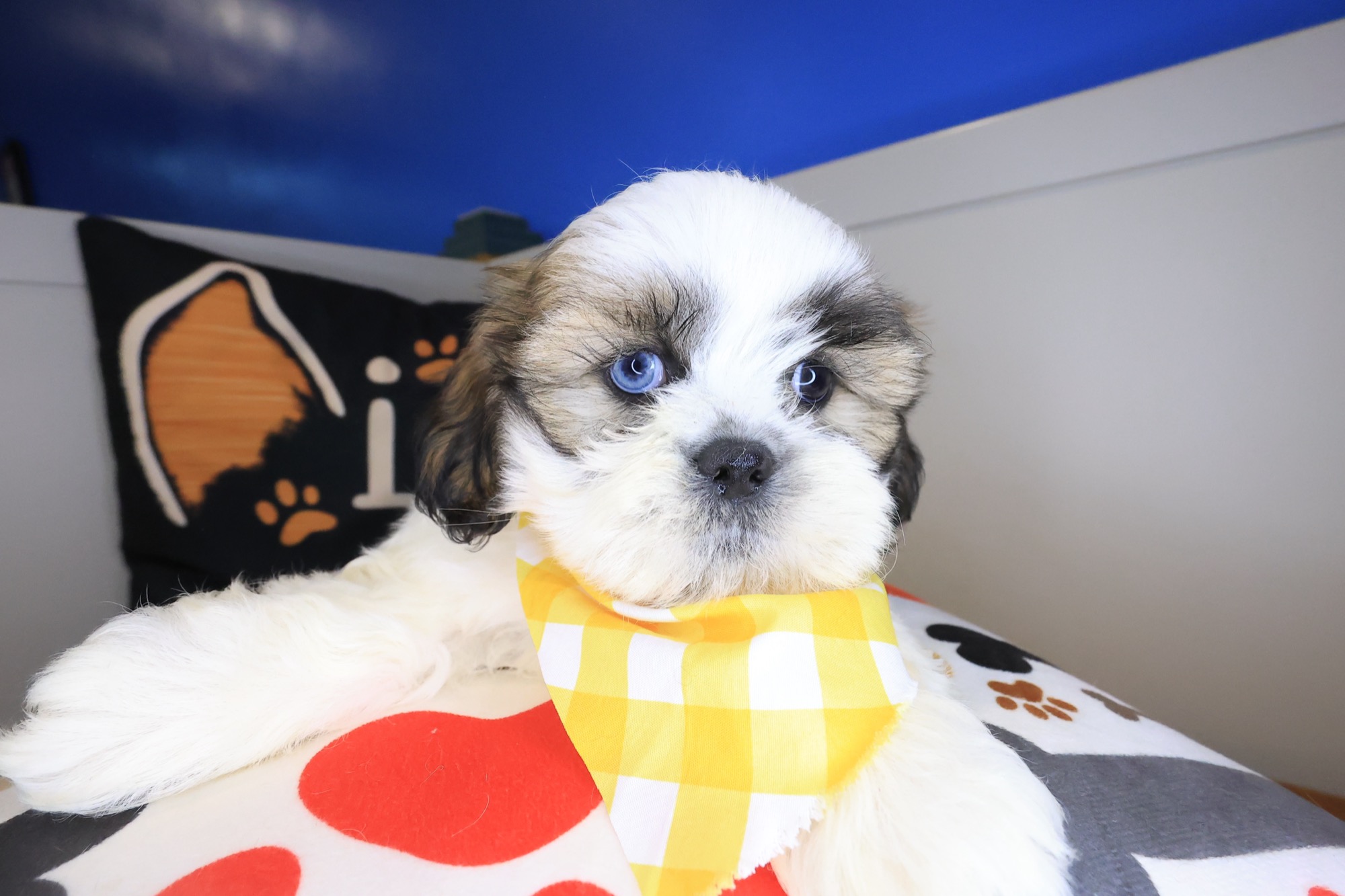 Jesse, Shih Tzu puppy photo 4