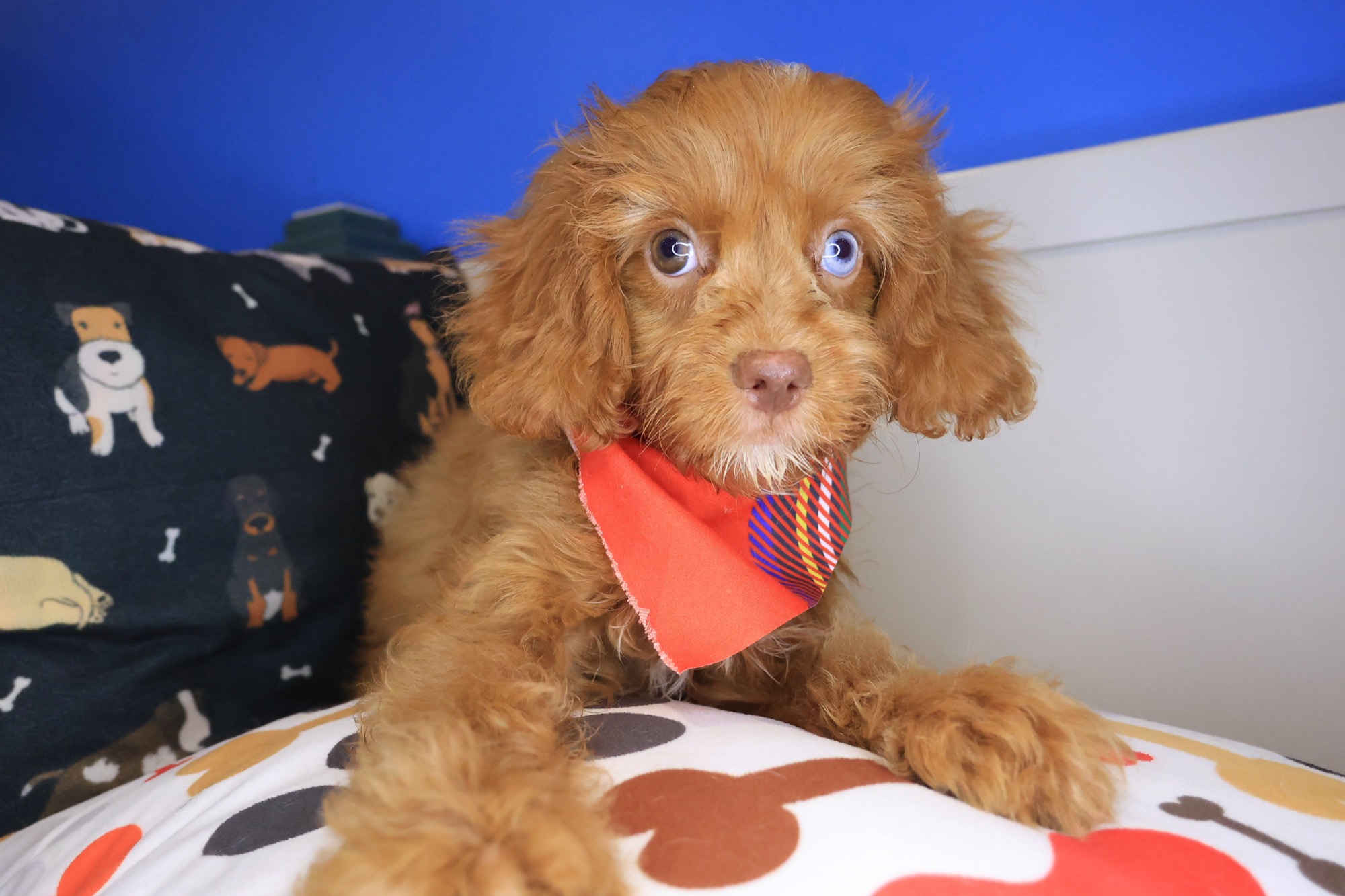 Dodger, Cavapoo puppy