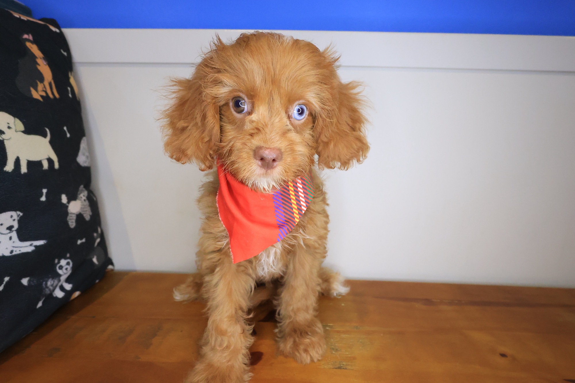 Dodger, Cavapoo puppy photo 2