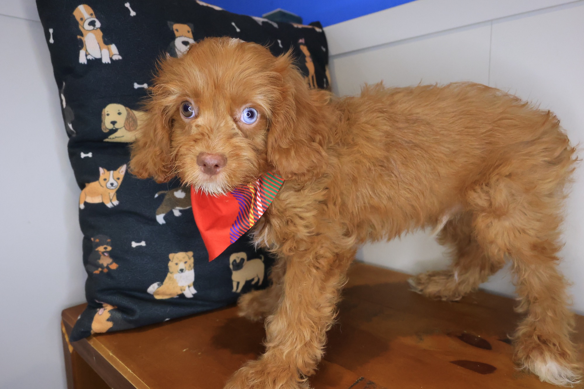 Dodger, Cavapoo puppy photo 3