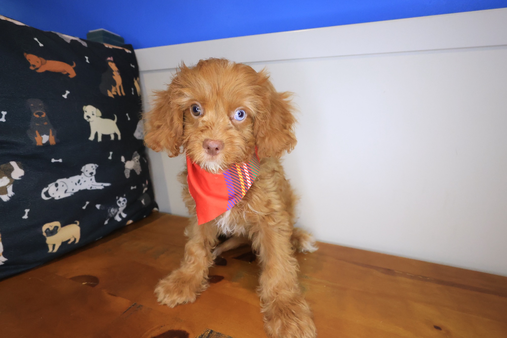 Dodger, Cavapoo puppy photo 4