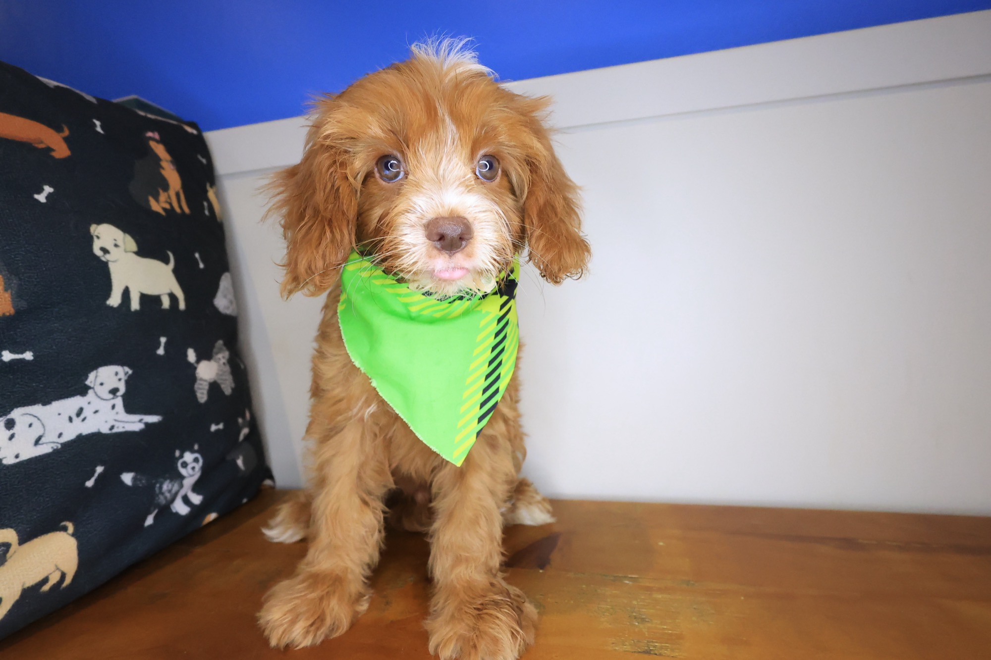 Otis, Cavapoo puppy photo 2