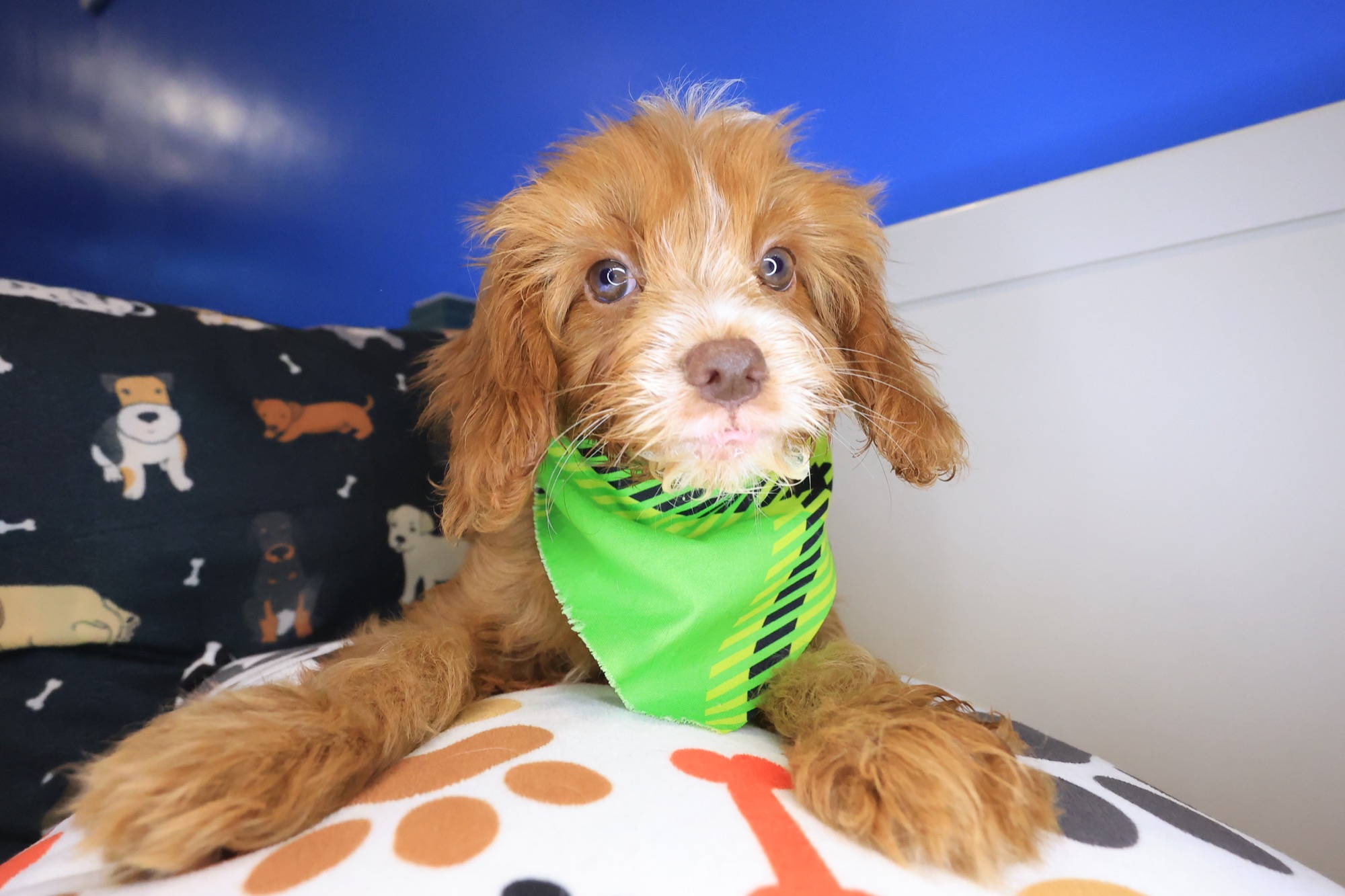 Otis, Cavapoo puppy photo 3