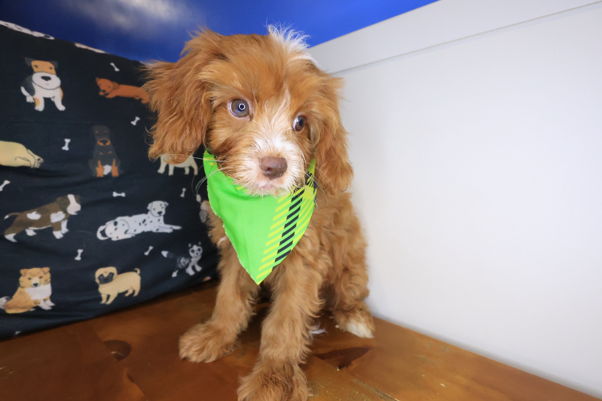 Otis, Cavapoo puppy photo 4