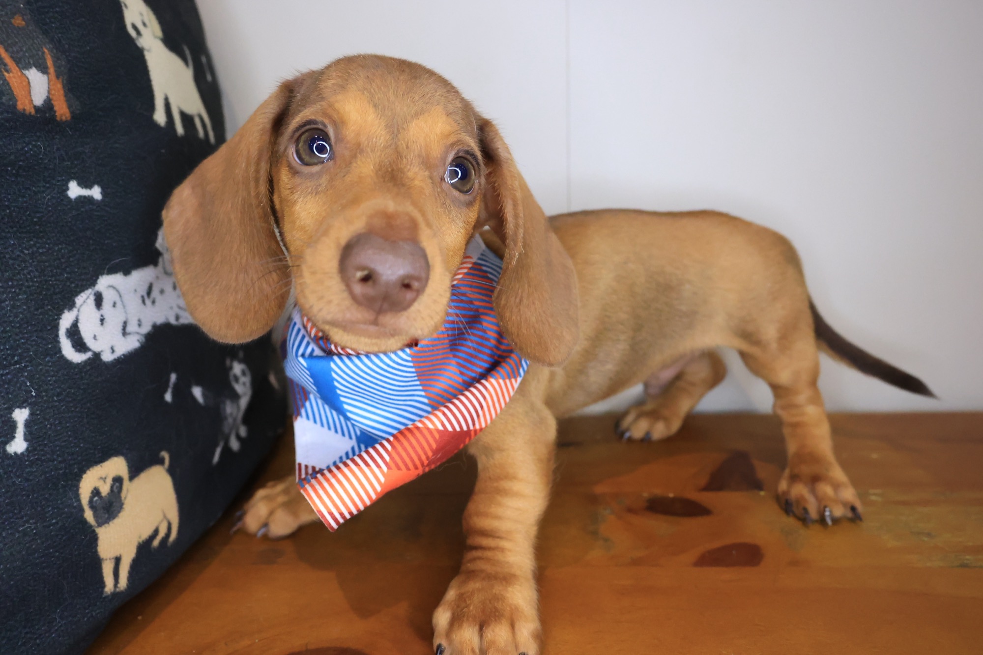 Daphne, Dachshund puppy