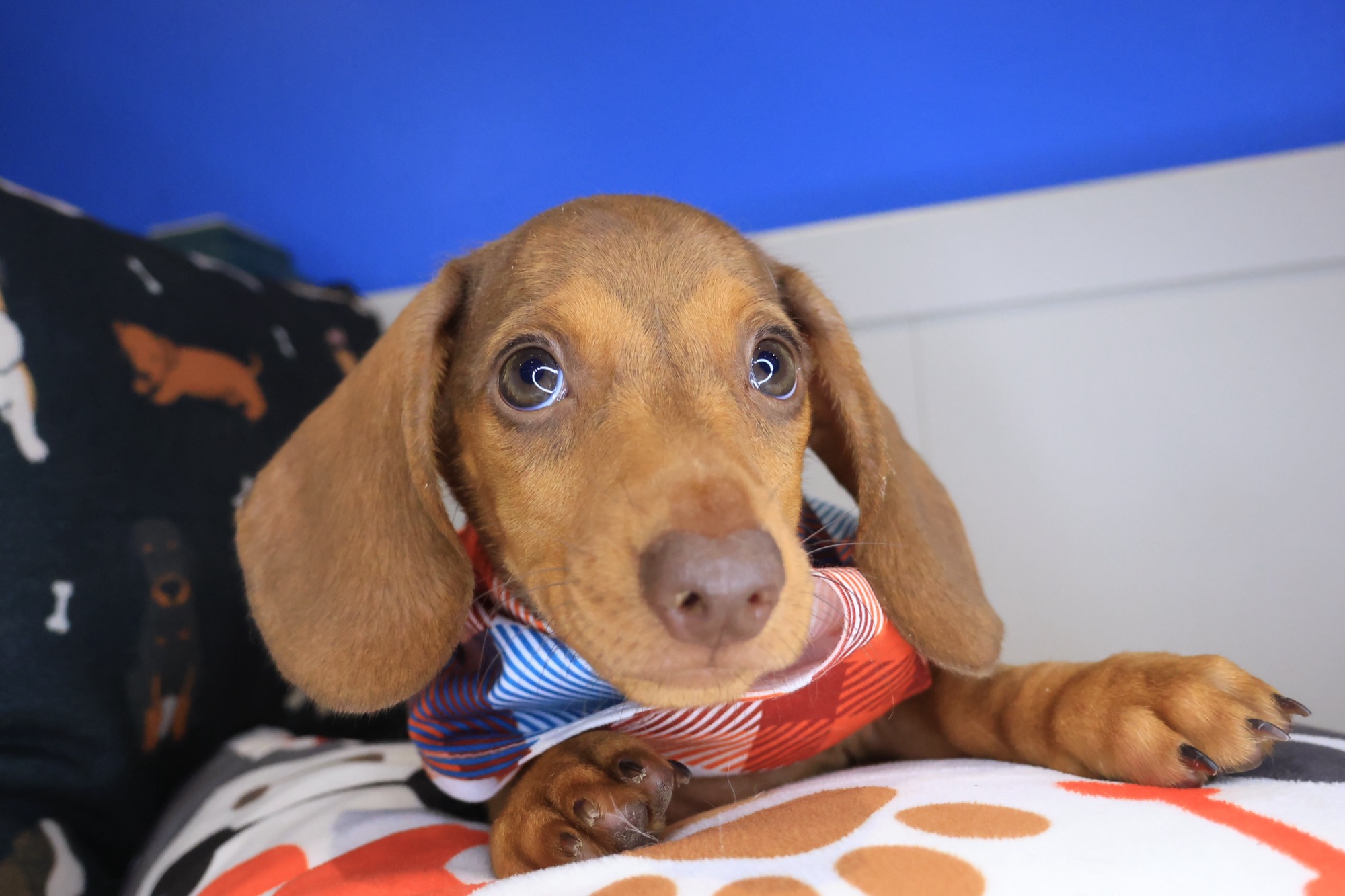 Daphne, Dachshund puppy photo 2