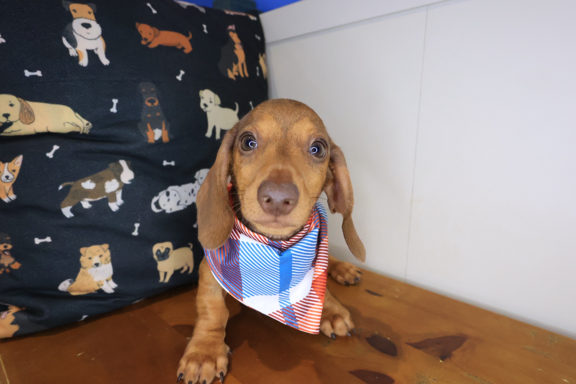 Daphne, Dachshund puppy photo 3