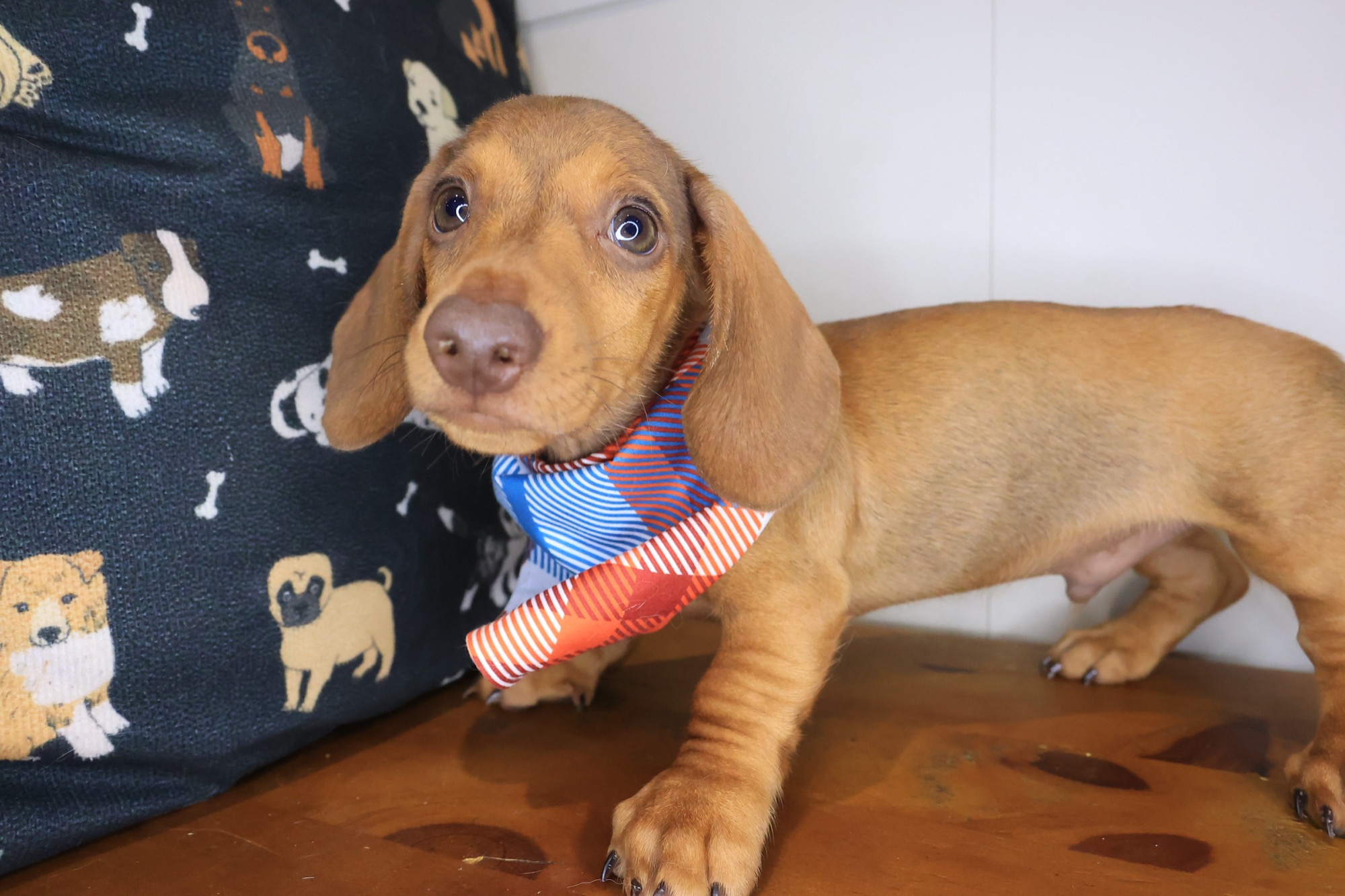 Daphne, Dachshund puppy photo 4