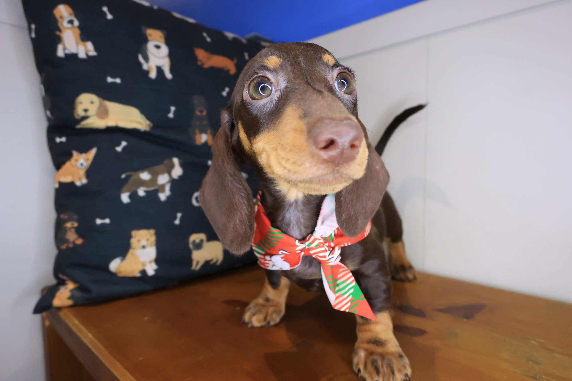 Gatsby, Dachshund puppy photo 2