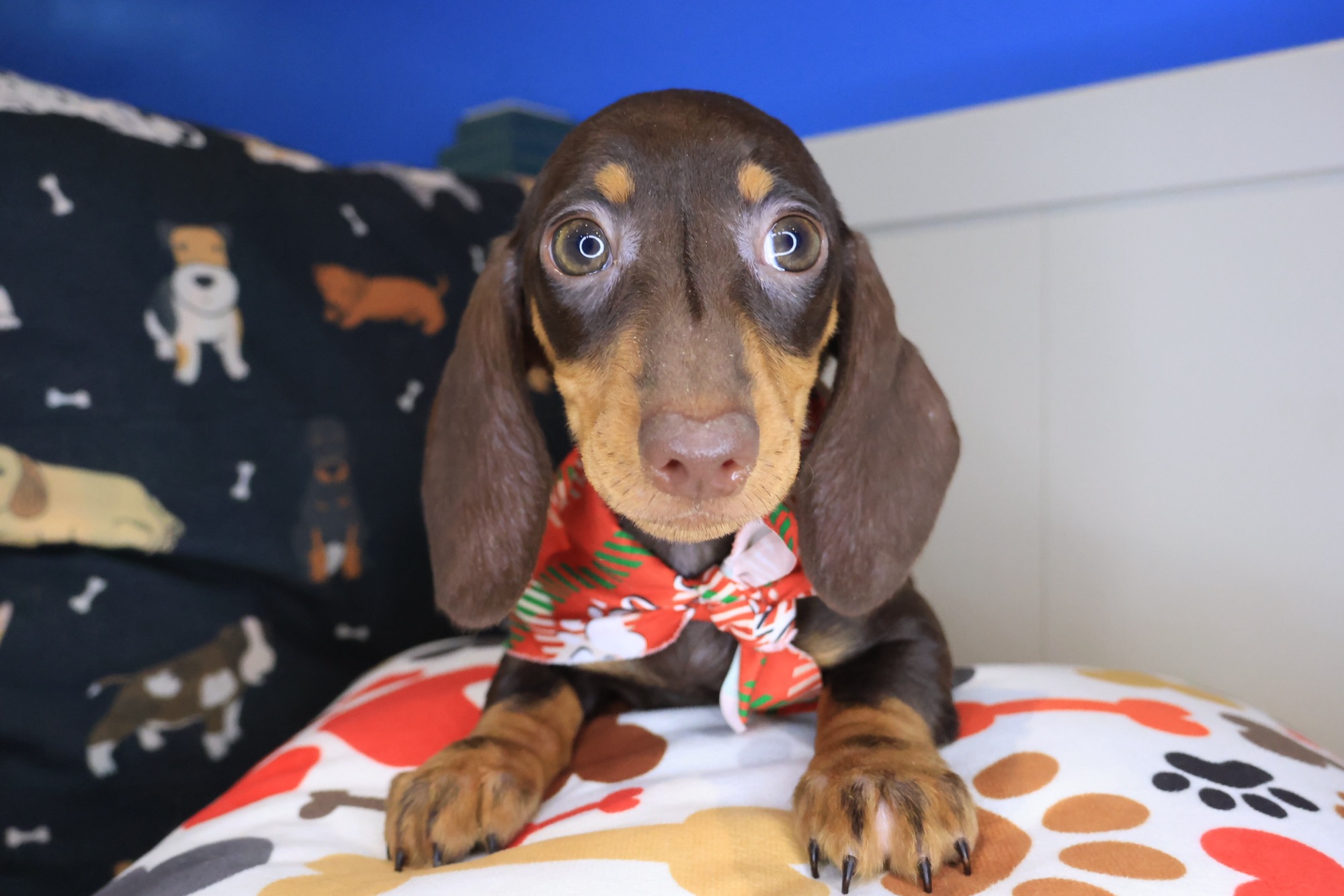 Gatsby, Dachshund puppy photo 3