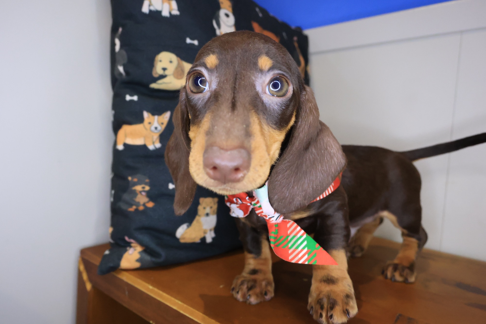 Gatsby, Dachshund puppy photo 4