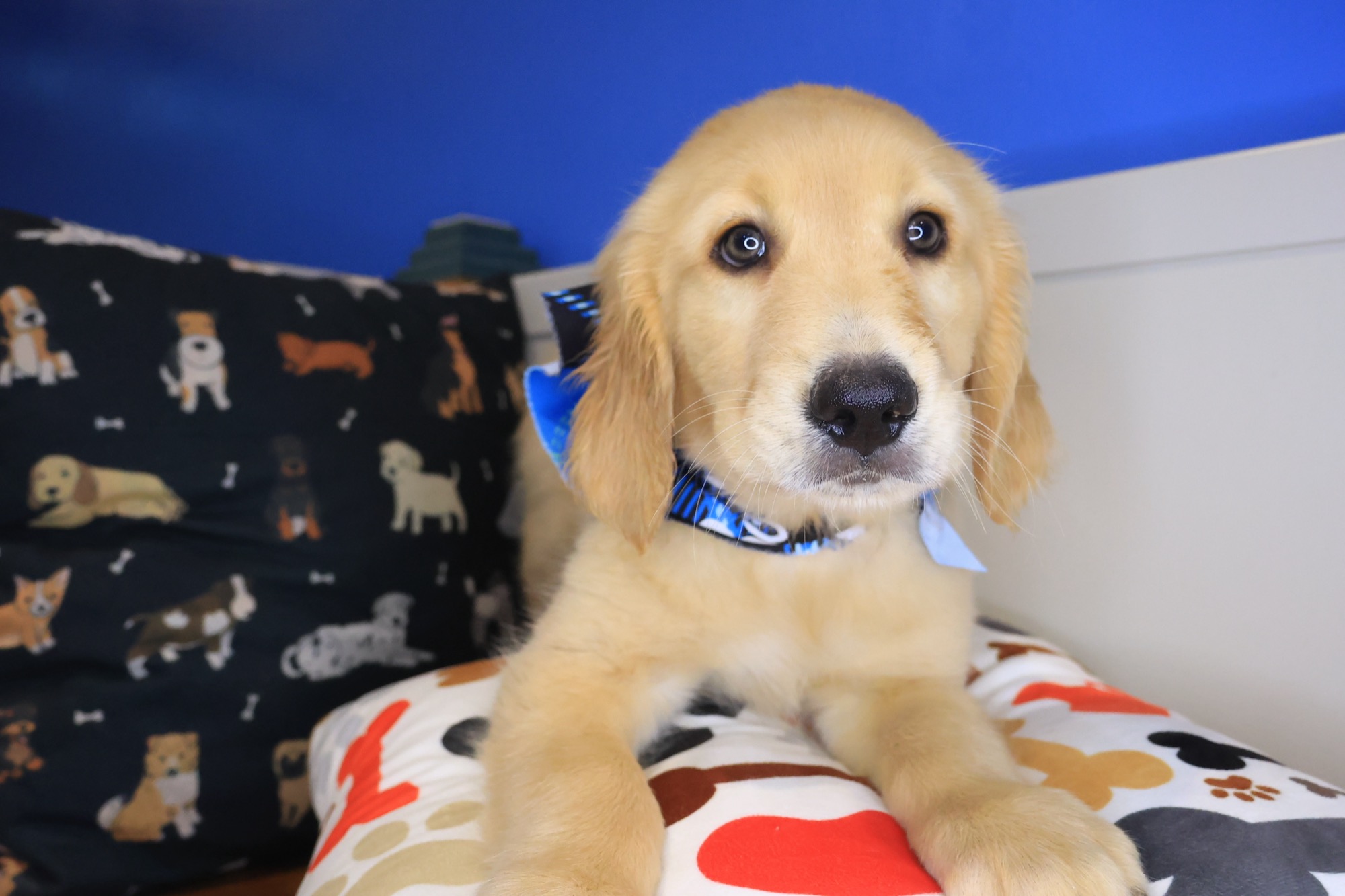Shoelace, Golden Retriever puppy