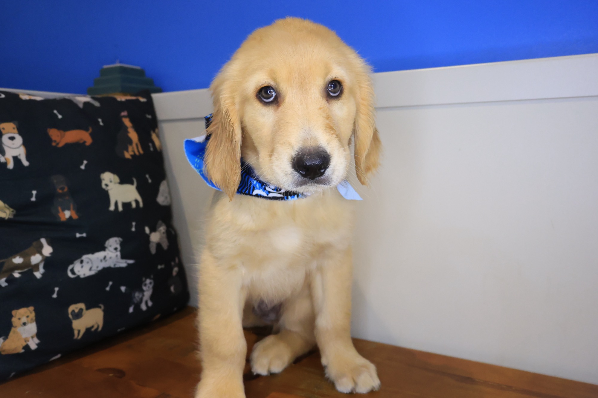 Shoelace, Golden Retriever puppy photo 2
