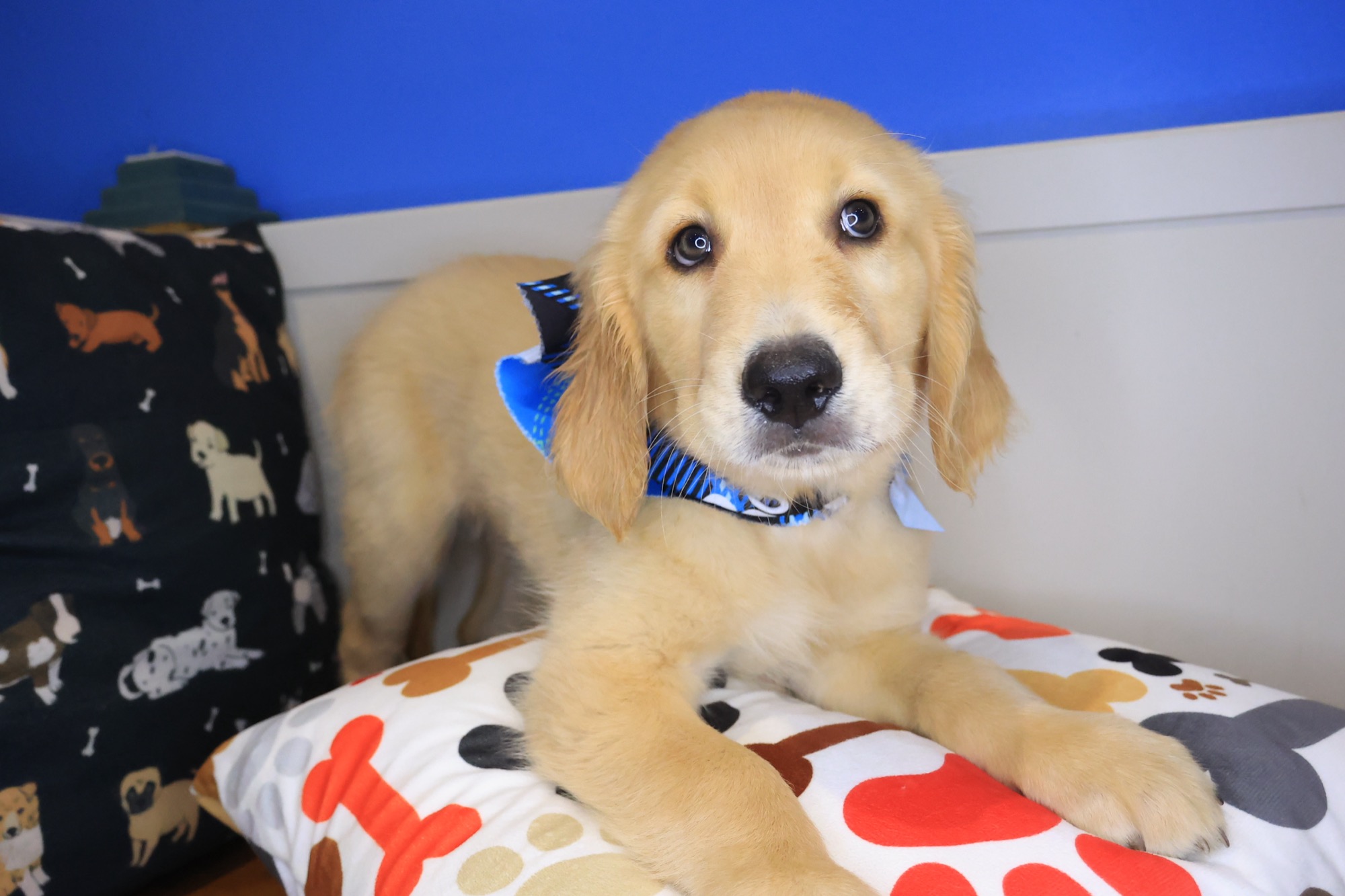 Shoelace, Golden Retriever puppy photo 3
