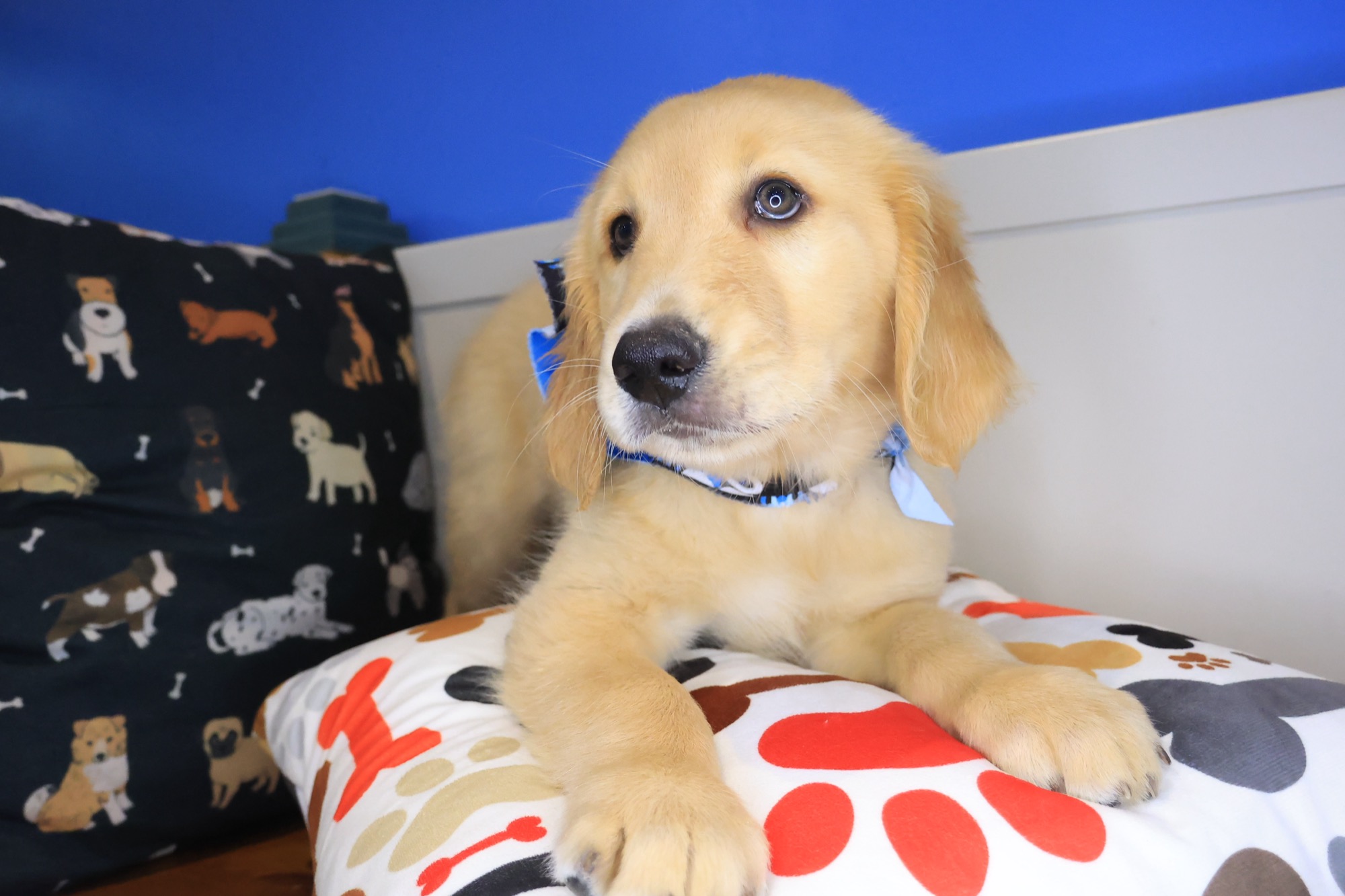 Shoelace, Golden Retriever puppy photo 4