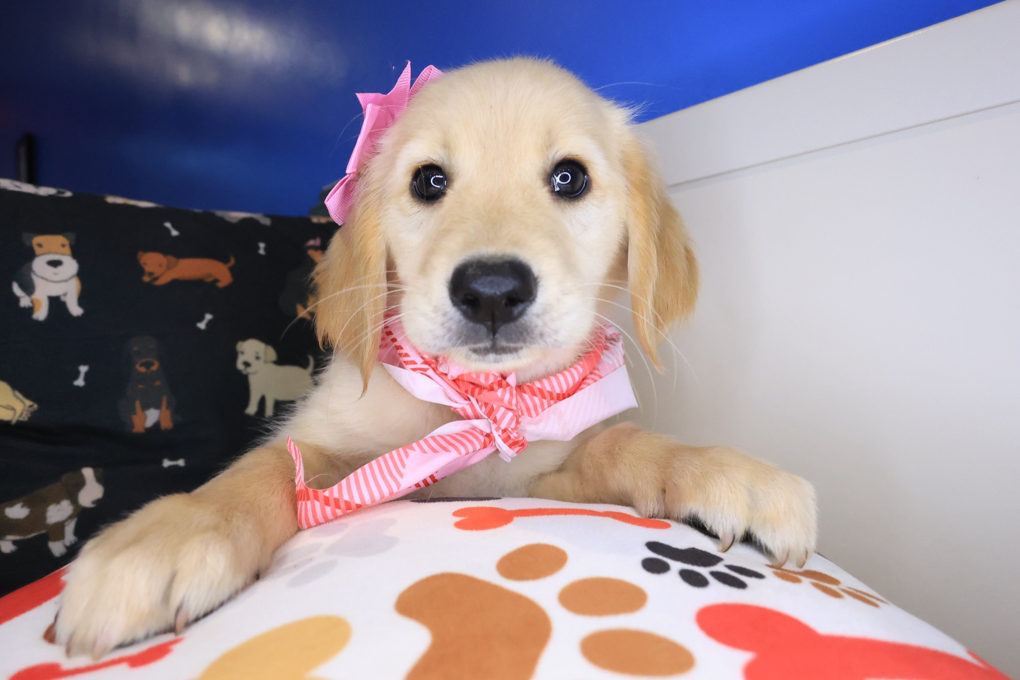 Siouxsie, Golden Retriever puppy