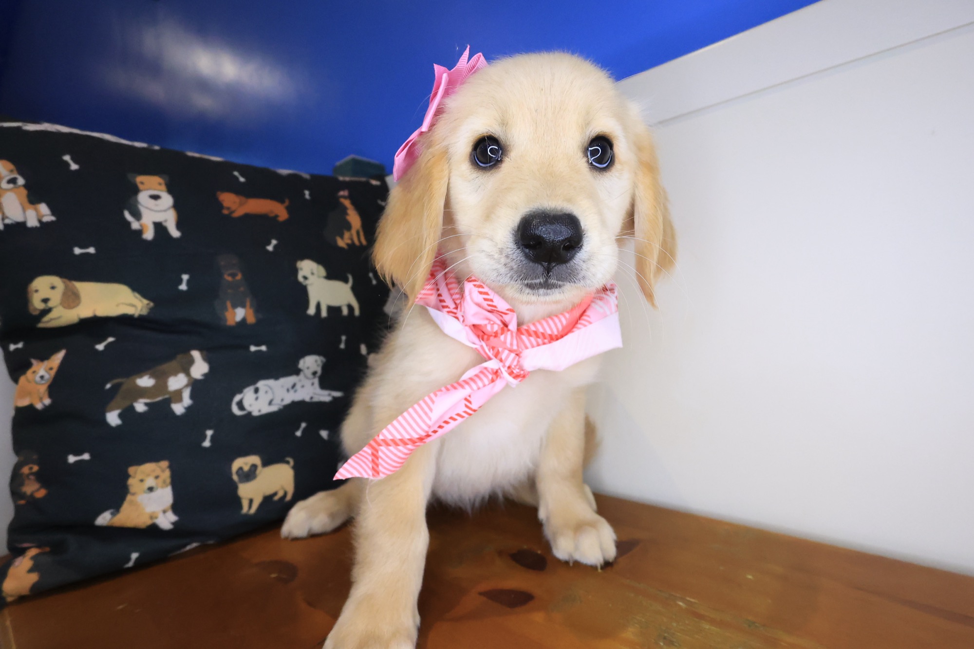 Siouxsie, Golden Retriever puppy photo 2
