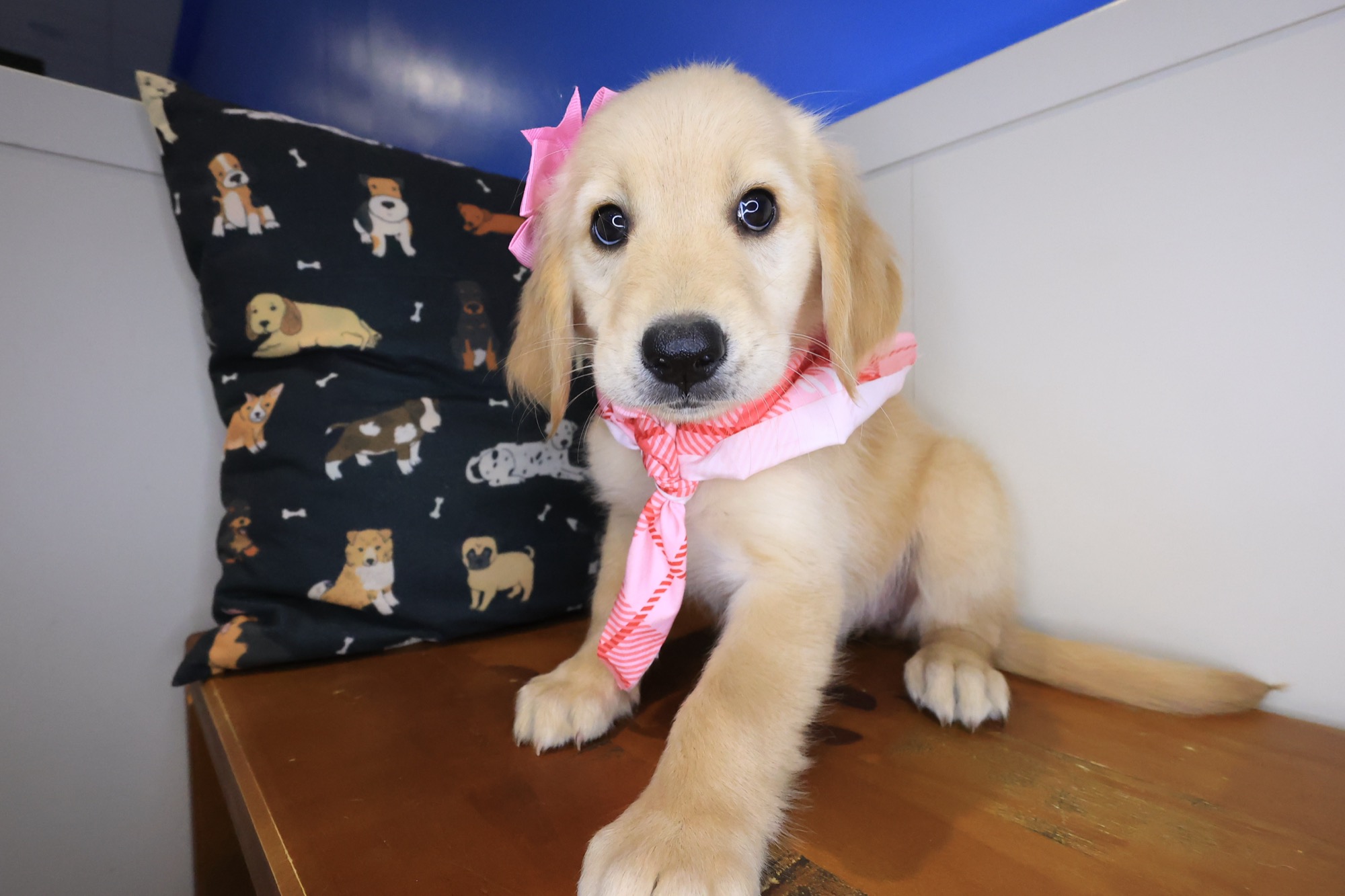 Siouxsie, Golden Retriever puppy photo 3