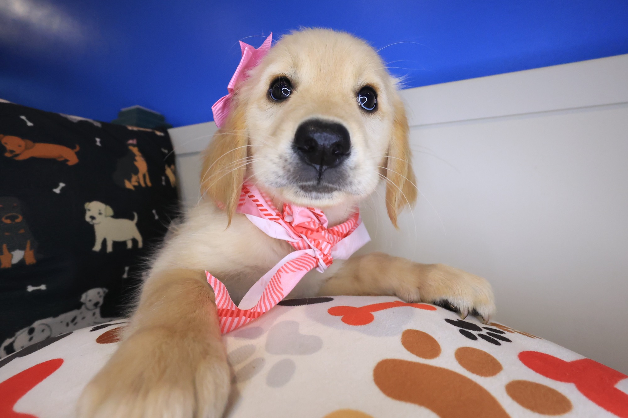 Siouxsie, Golden Retriever puppy photo 4