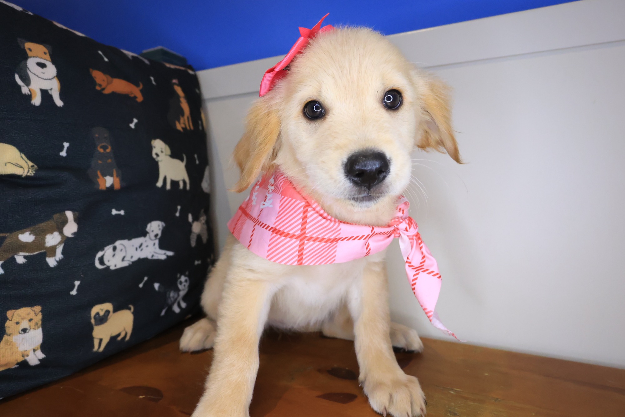 Abbie, Golden Retriever puppy