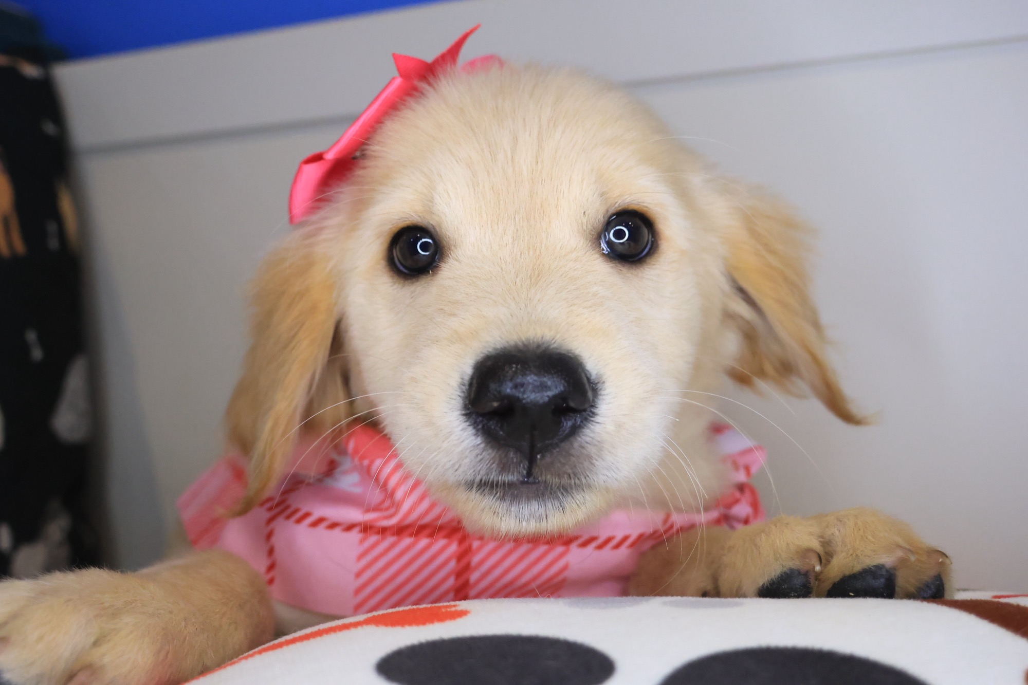 Abbie, Golden Retriever puppy photo 2