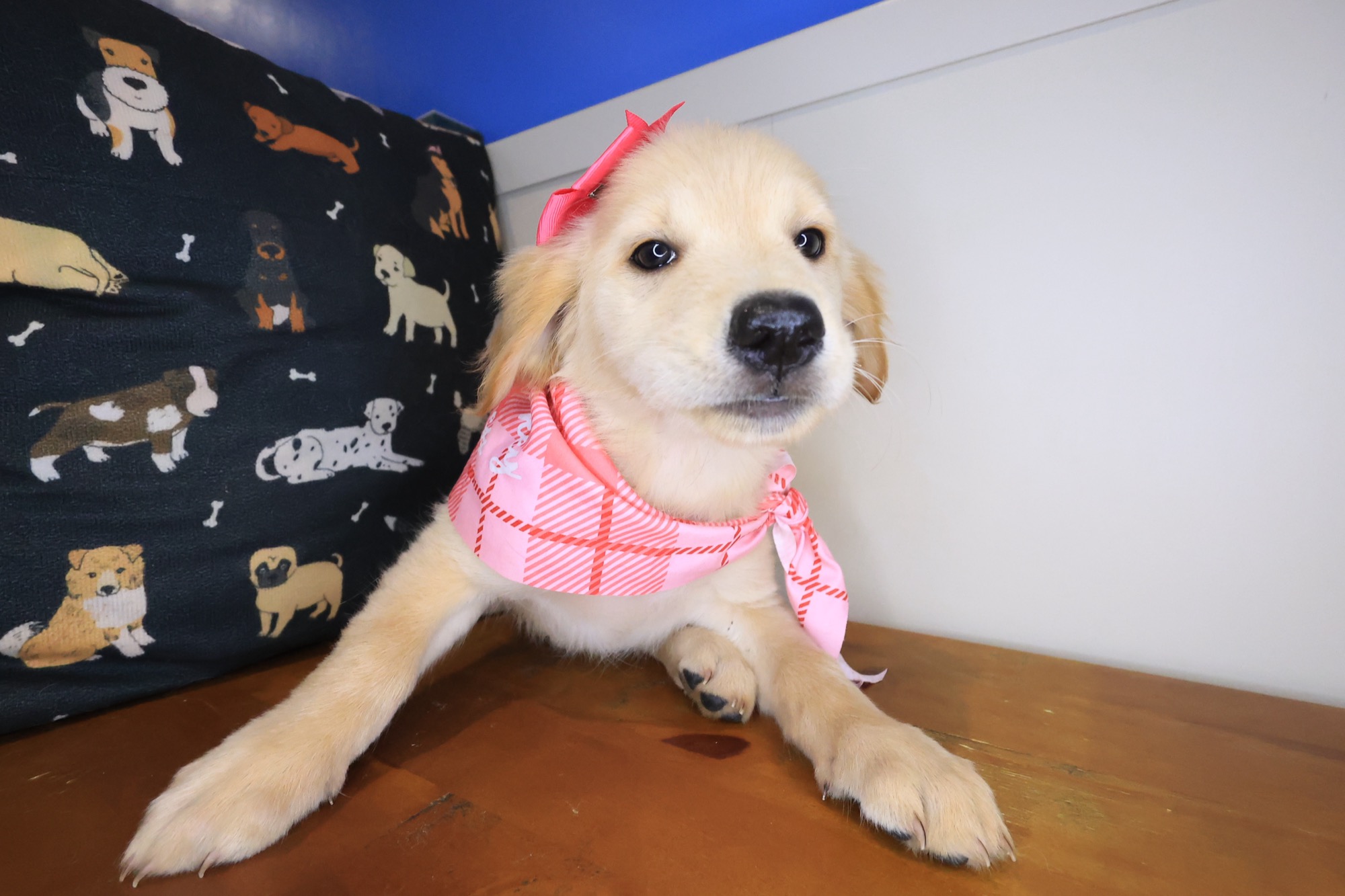 Abbie, Golden Retriever puppy photo 3