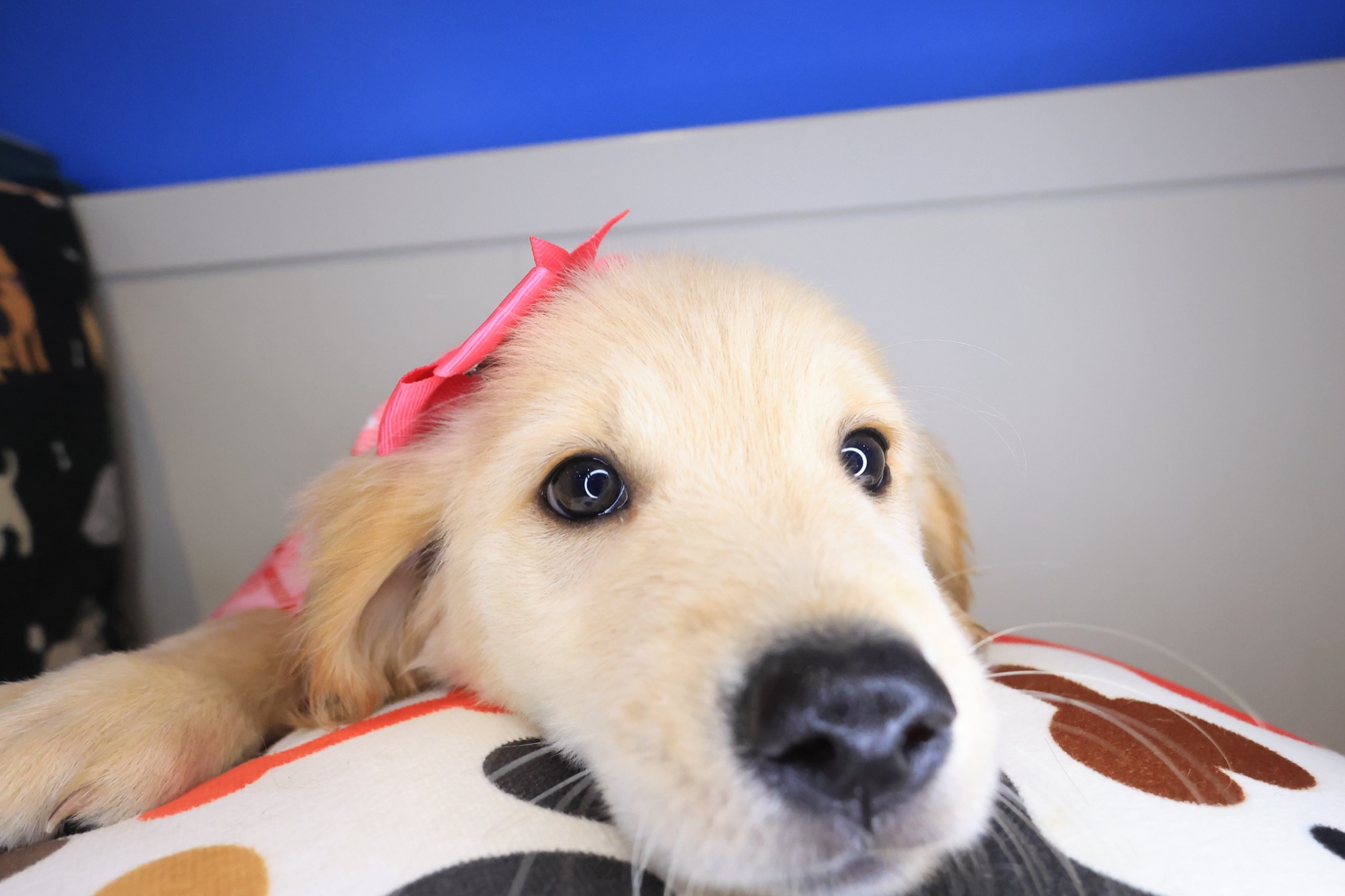 Abbie, Golden Retriever puppy photo 4