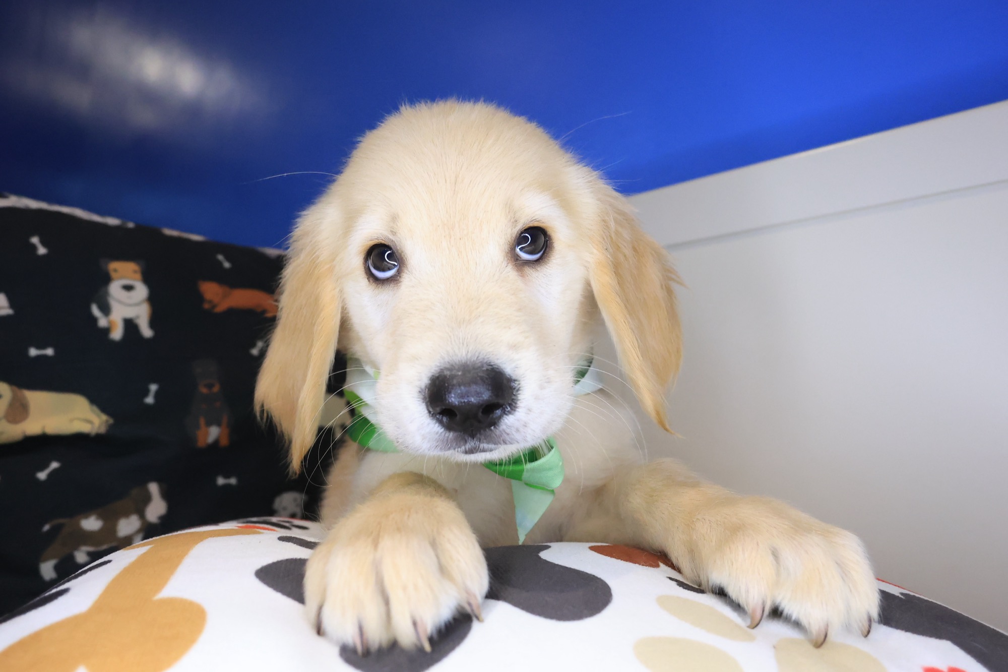 Kerberos, Golden Retriever puppy