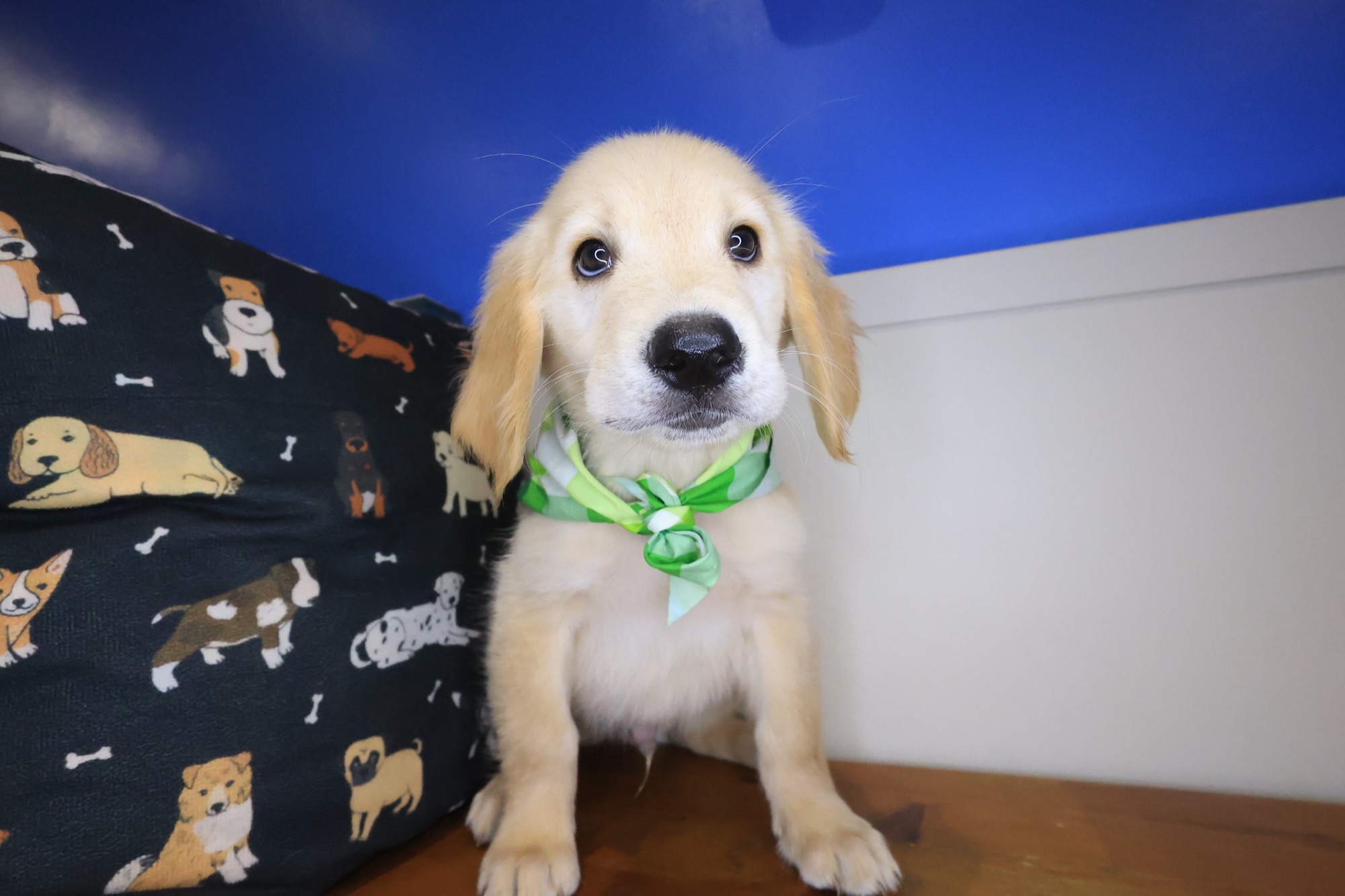 Kerberos, Golden Retriever puppy photo 2