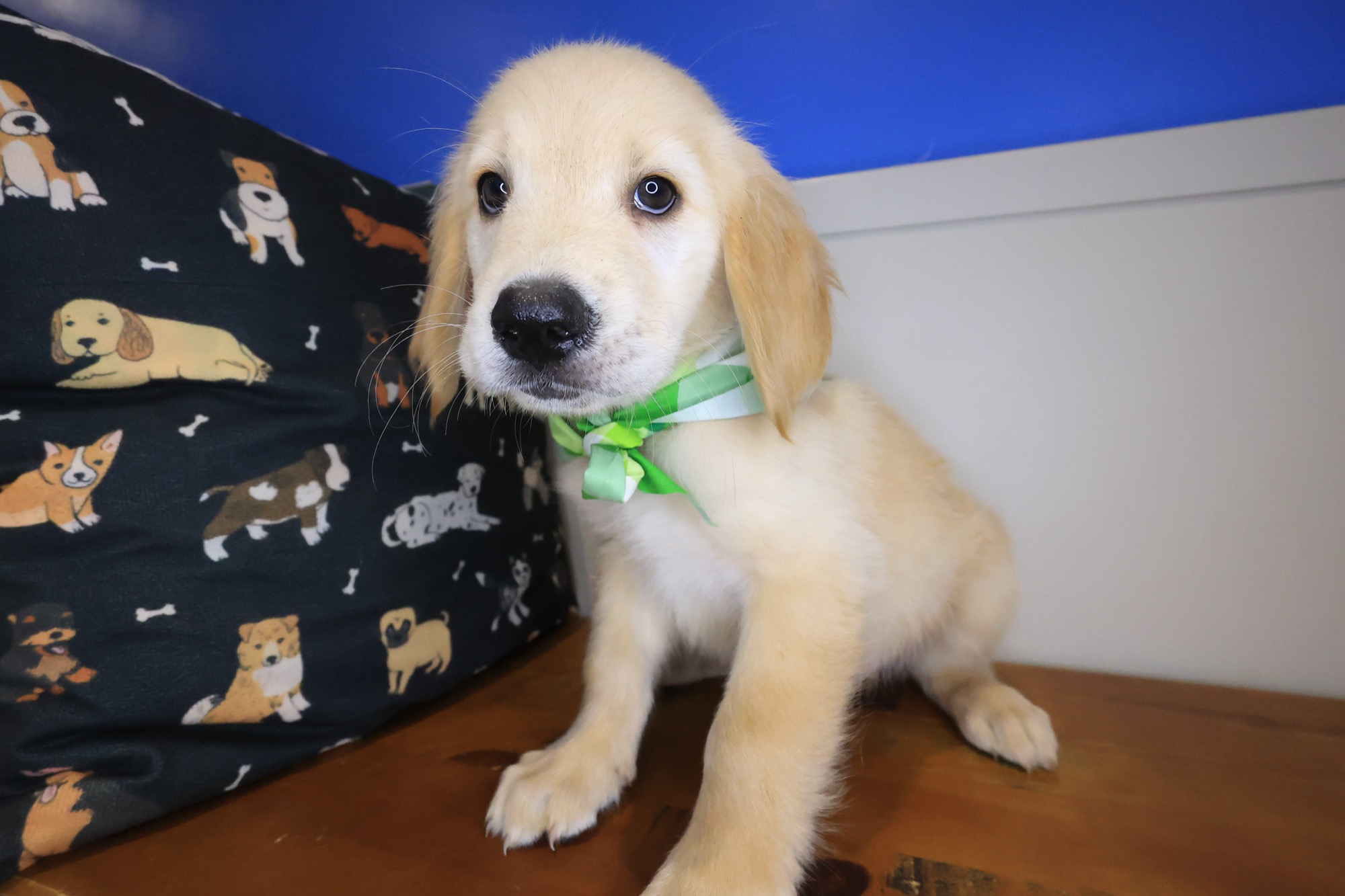 Kerberos, Golden Retriever puppy photo 3