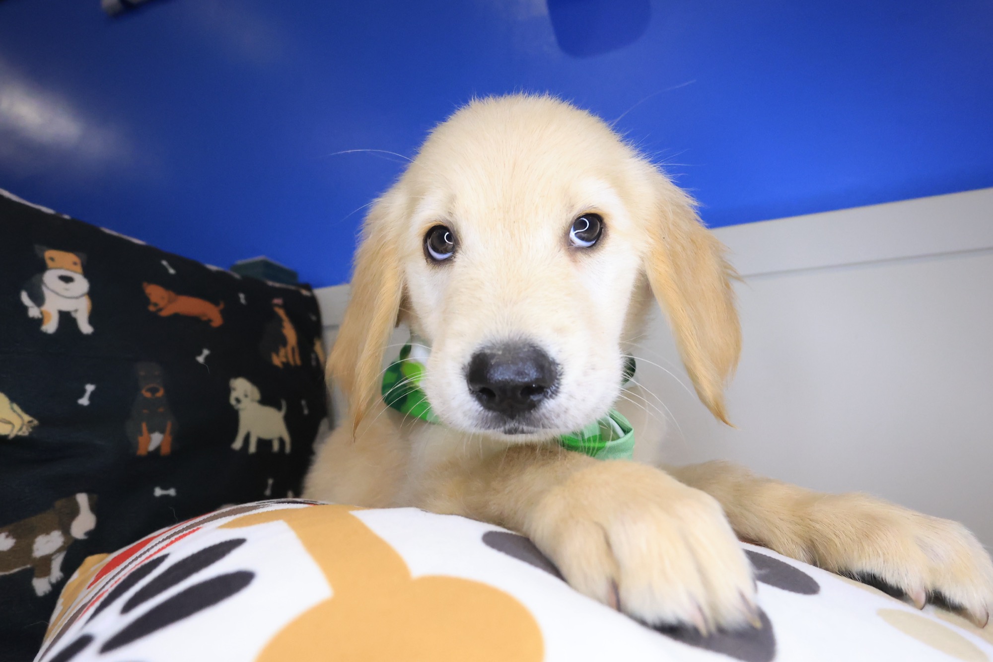 Kerberos, Golden Retriever puppy photo 4