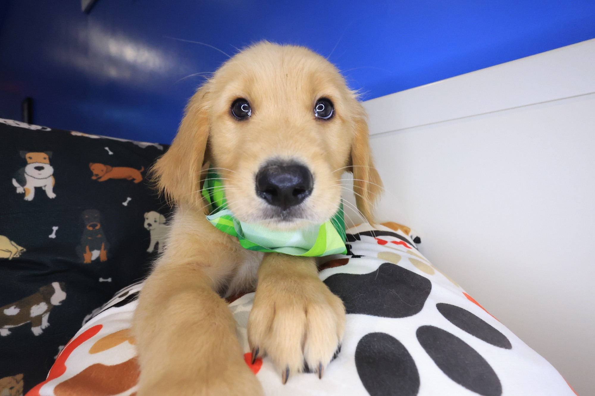 Yankees, Golden Retriever puppy