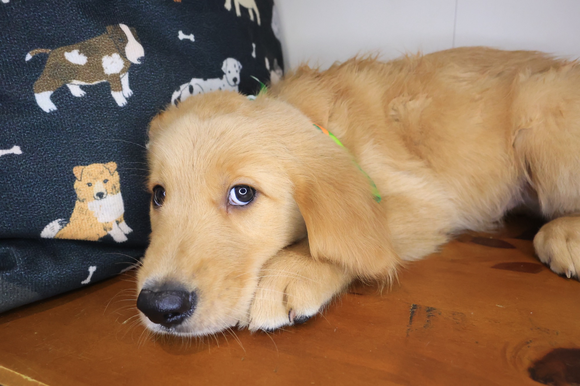 Yankees, Golden Retriever puppy photo 2