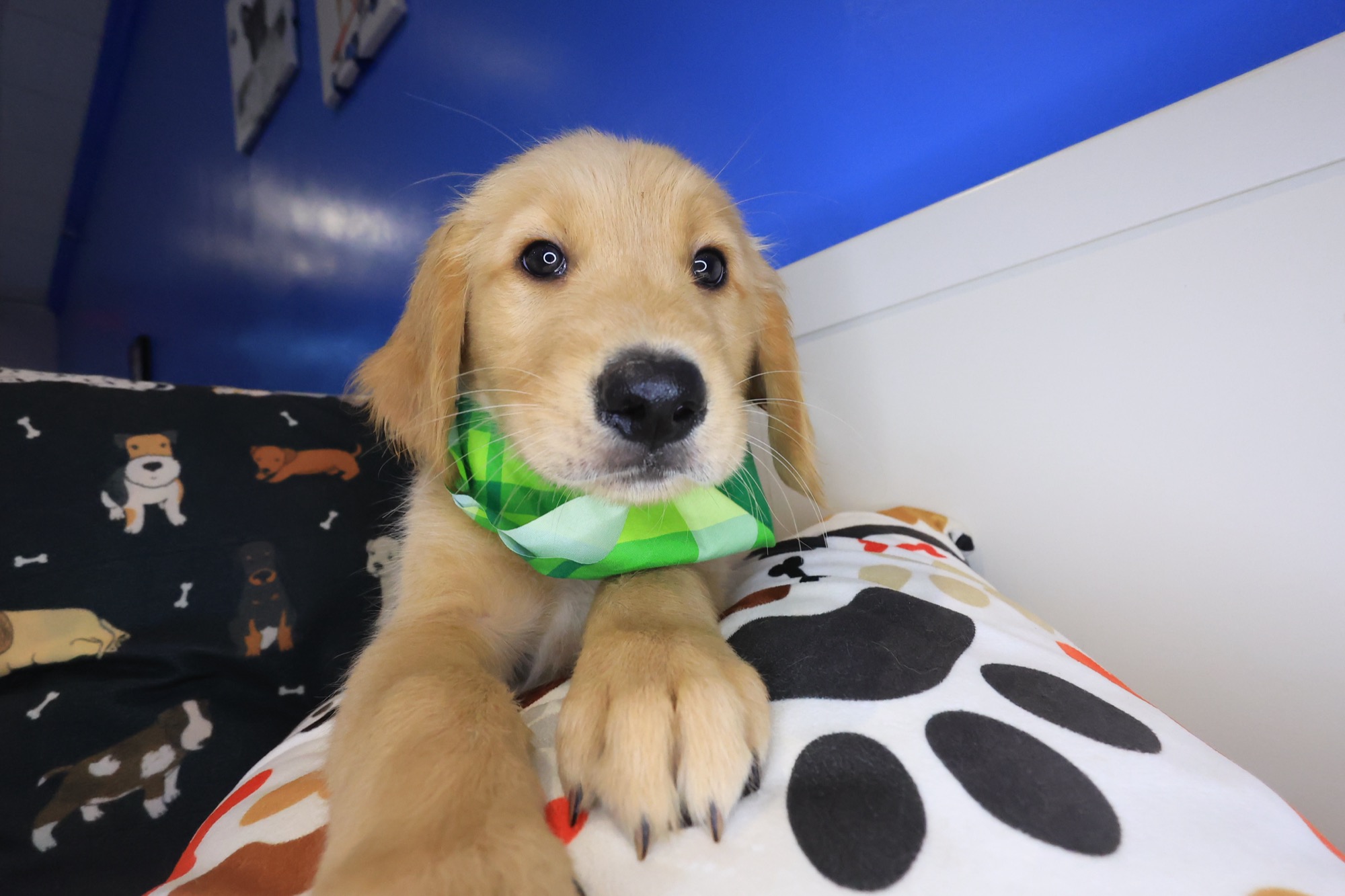 Yankees, Golden Retriever puppy photo 3