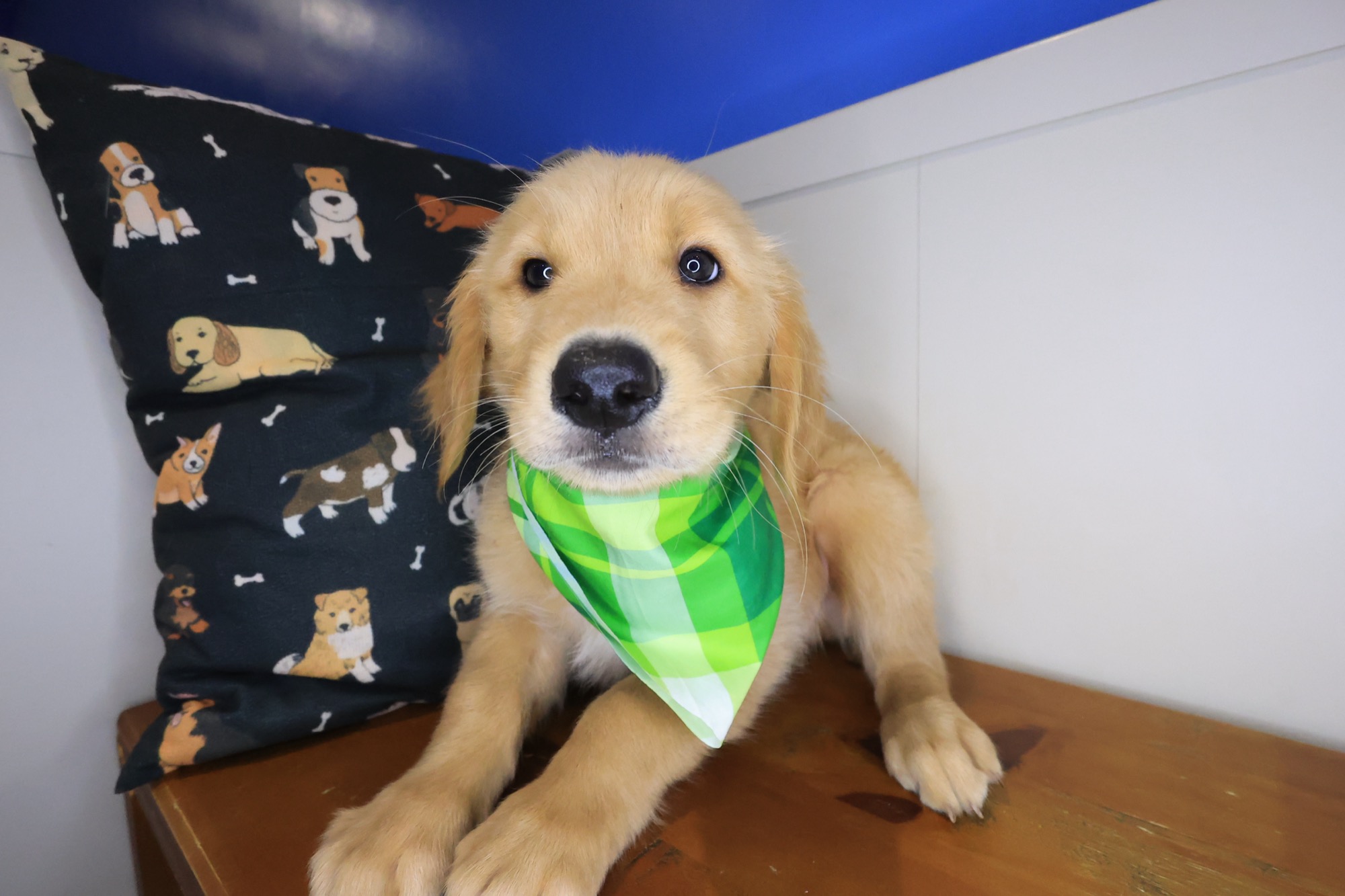 Yankees, Golden Retriever puppy photo 4