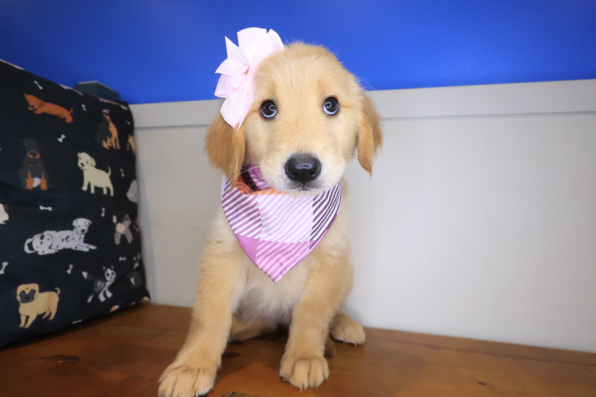 Lemonade, Golden Retriever puppy photo 2