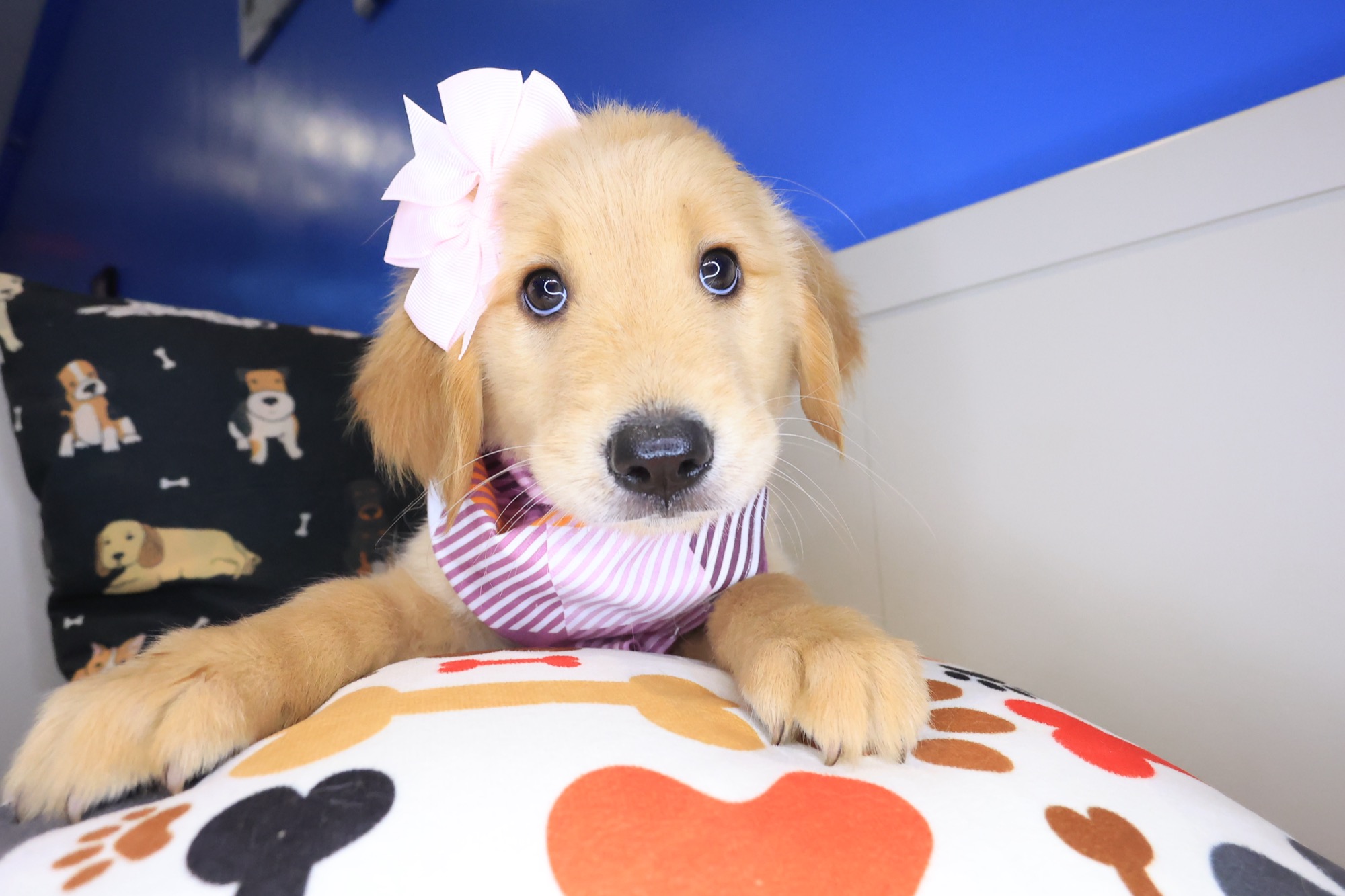 Lemonade, Golden Retriever puppy photo 3