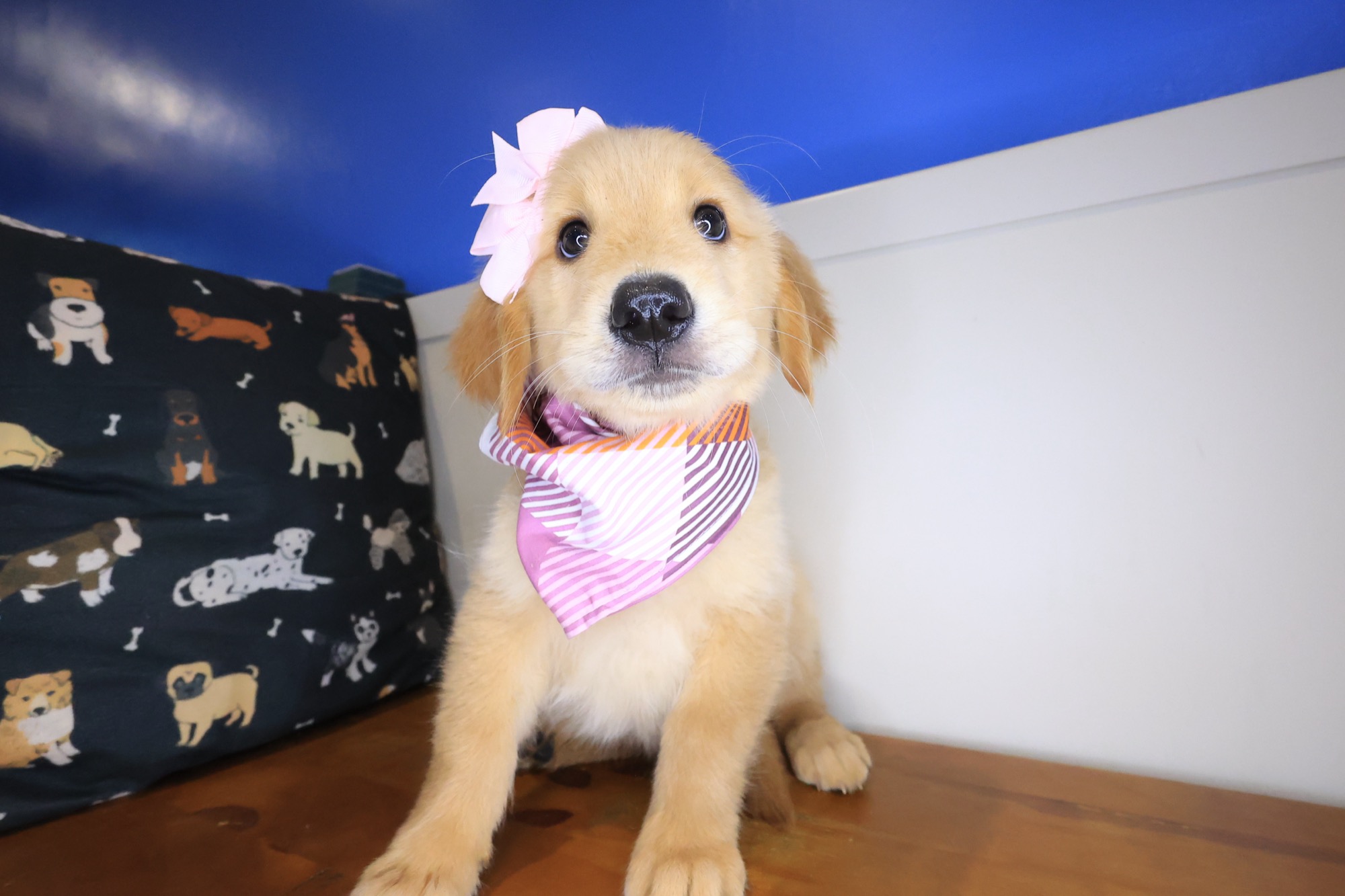 Lemonade, Golden Retriever puppy photo 4