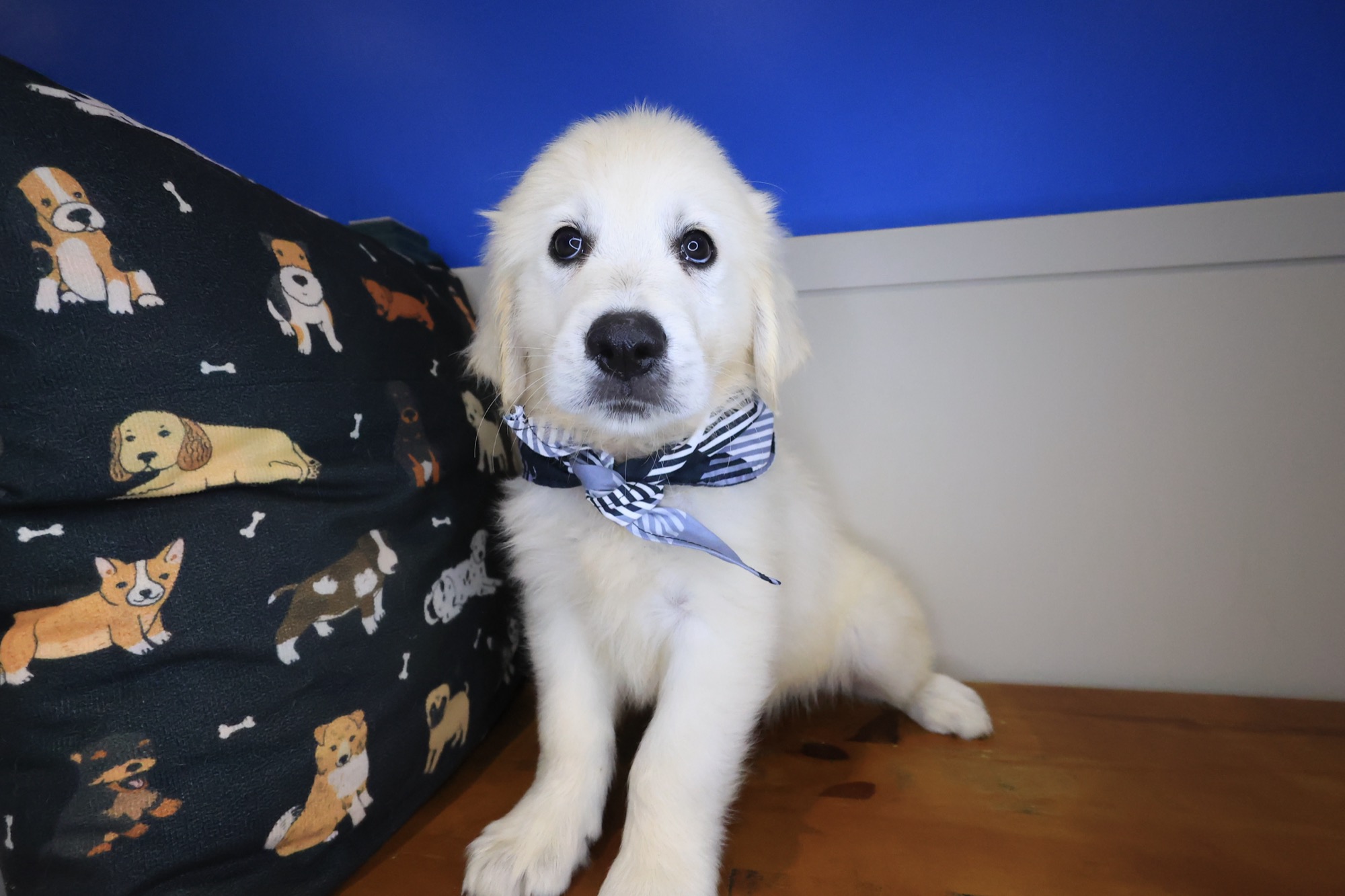 Glacier, Golden Retriever puppy