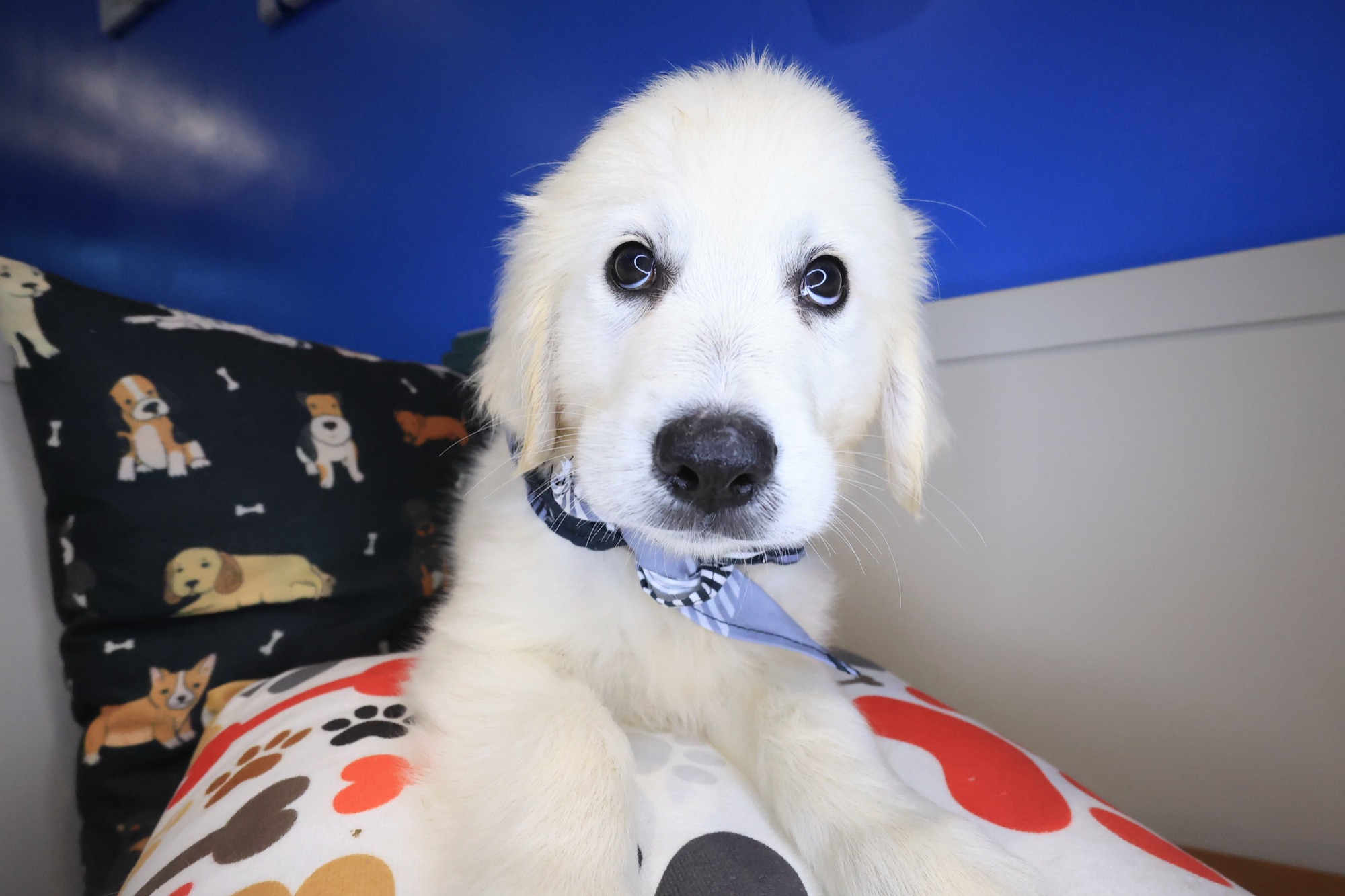 Glacier, Golden Retriever puppy photo 2