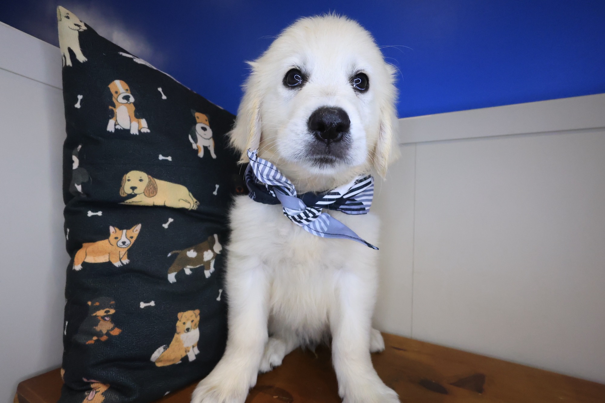 Glacier, Golden Retriever puppy photo 3
