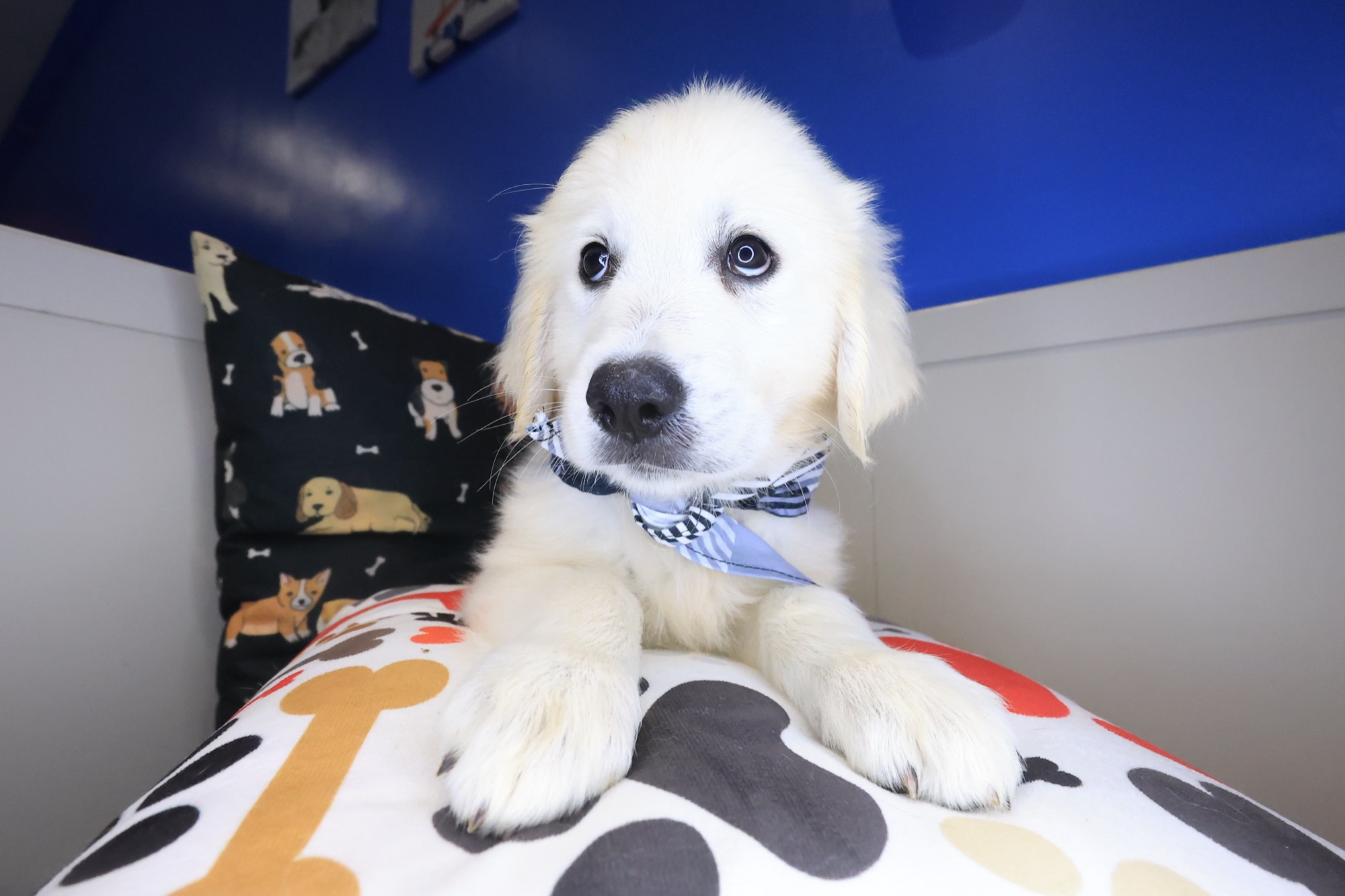 Glacier, Golden Retriever puppy photo 4