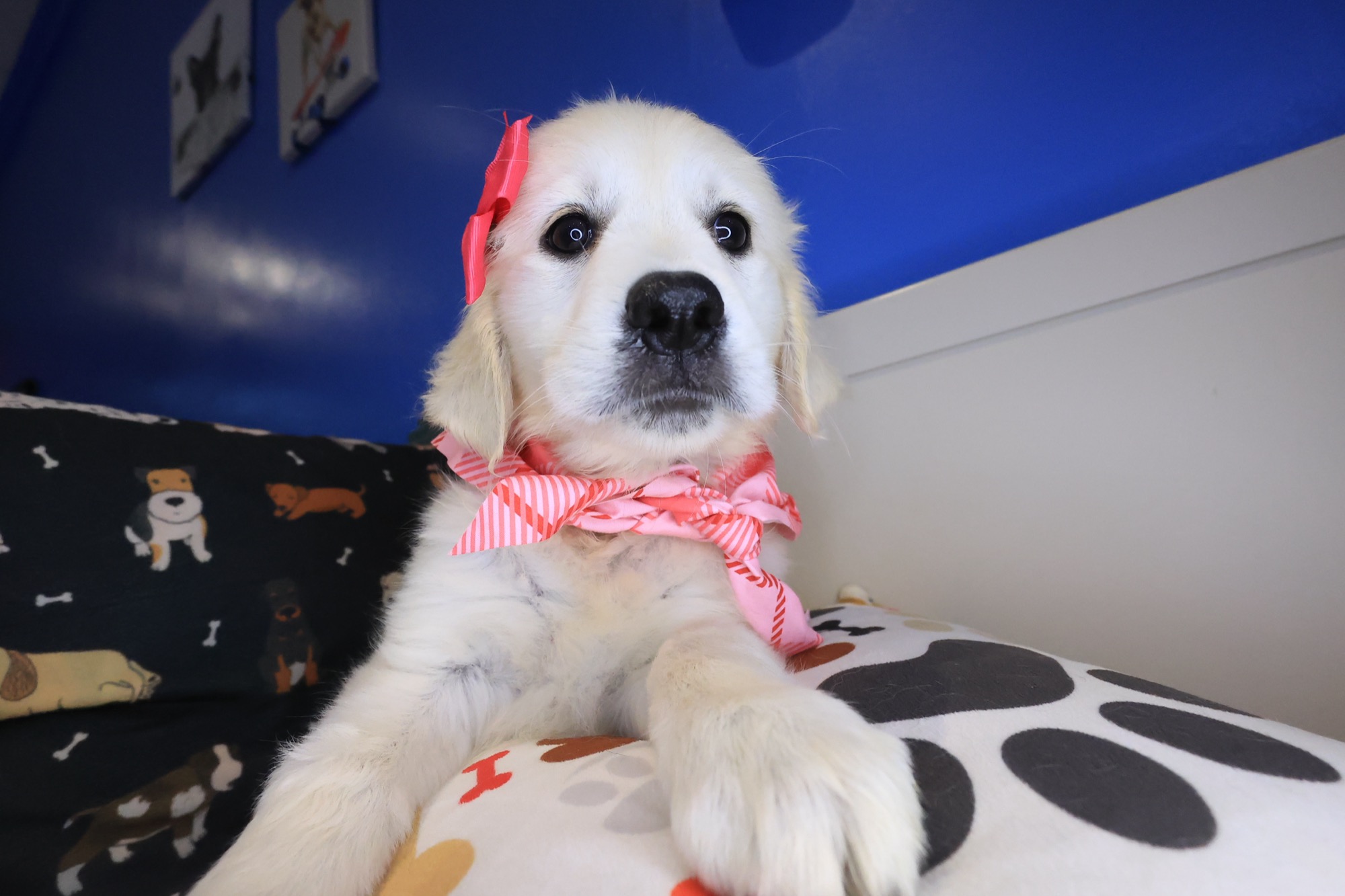 Harbor, Golden Retriever puppy