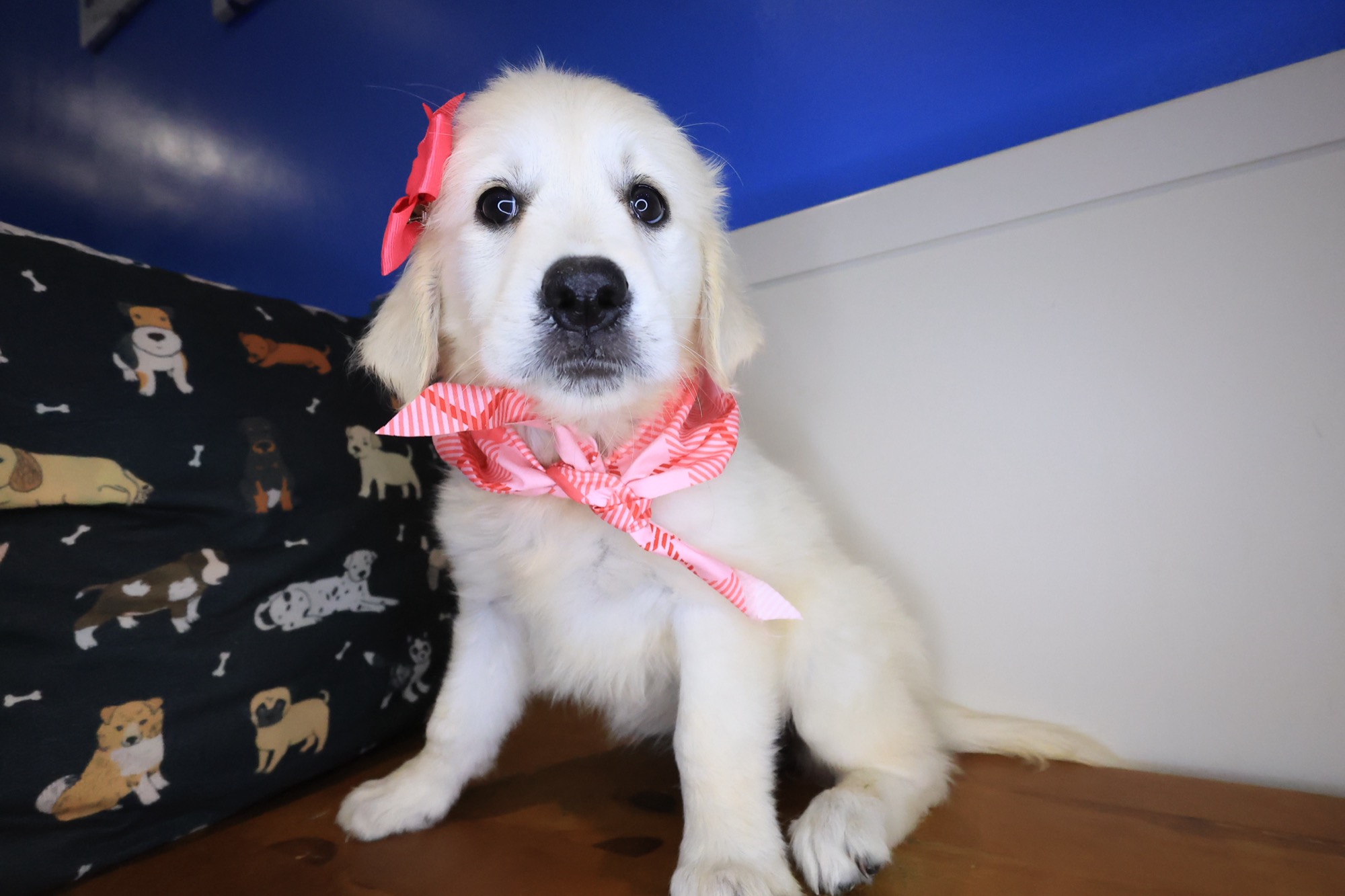 Harbor, Golden Retriever puppy photo 2