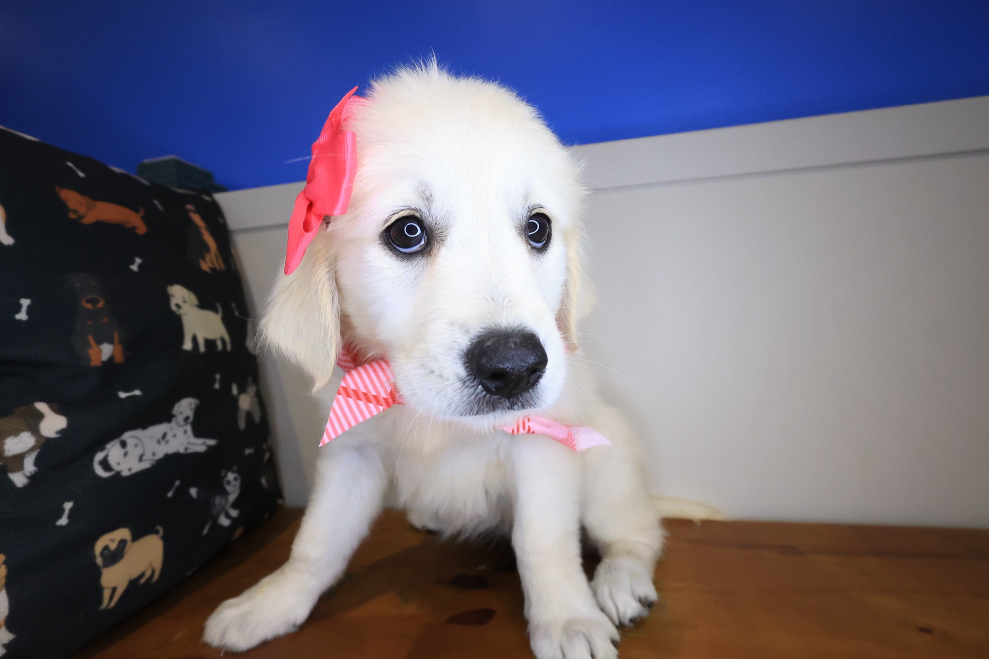 Harbor, Golden Retriever puppy photo 3