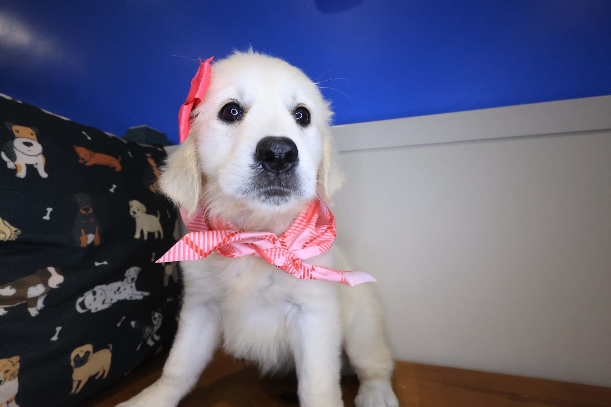 Harbor, Golden Retriever puppy photo 4