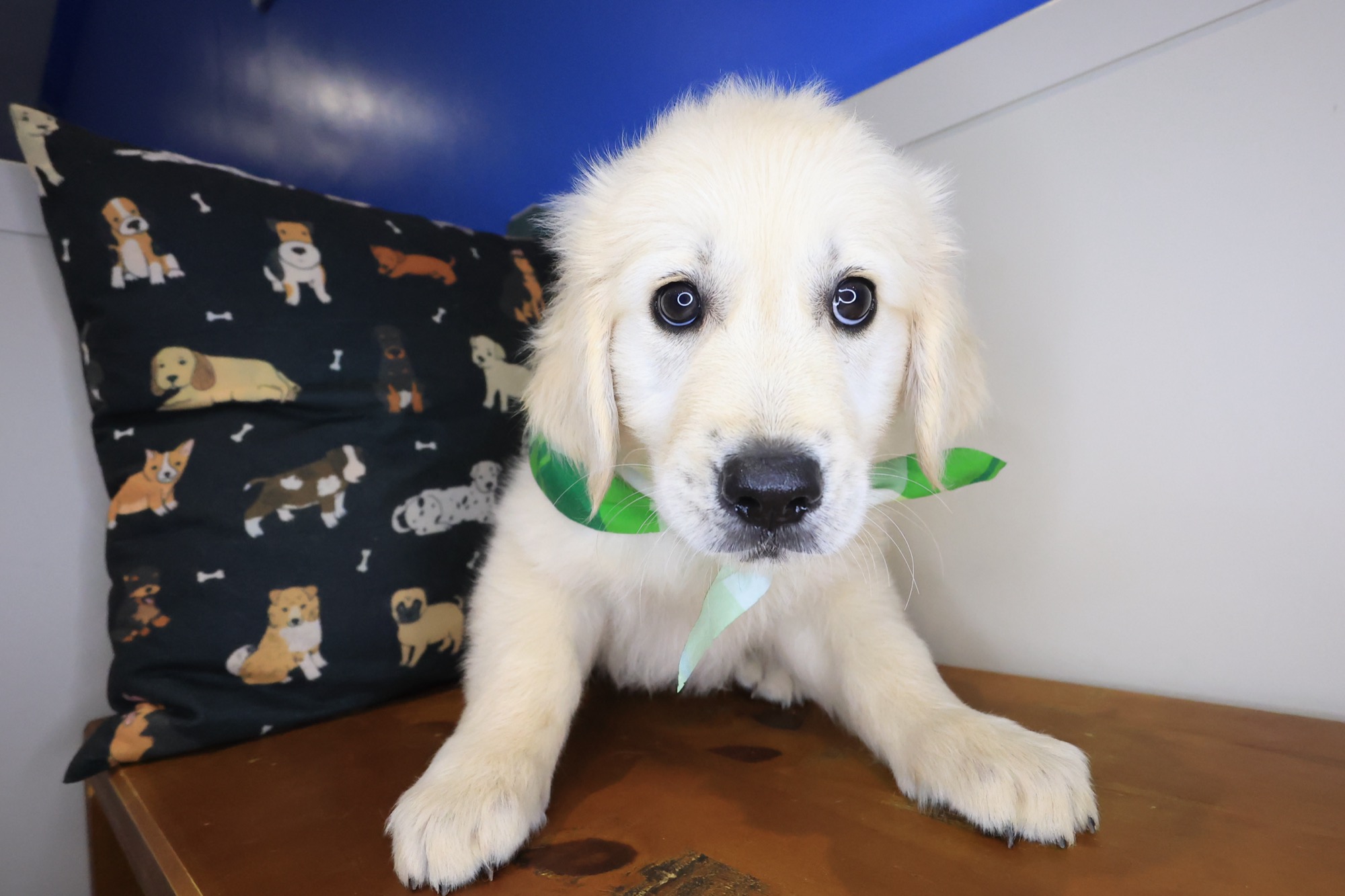 Hiccup, Golden Retriever puppy photo 2