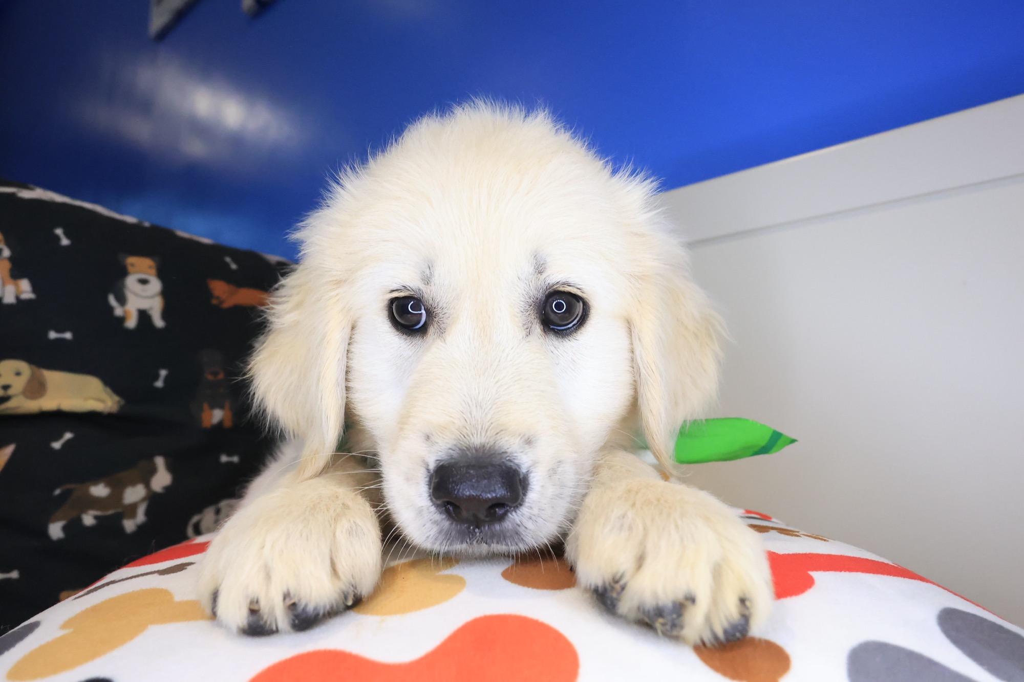 Hiccup, Golden Retriever puppy photo 3